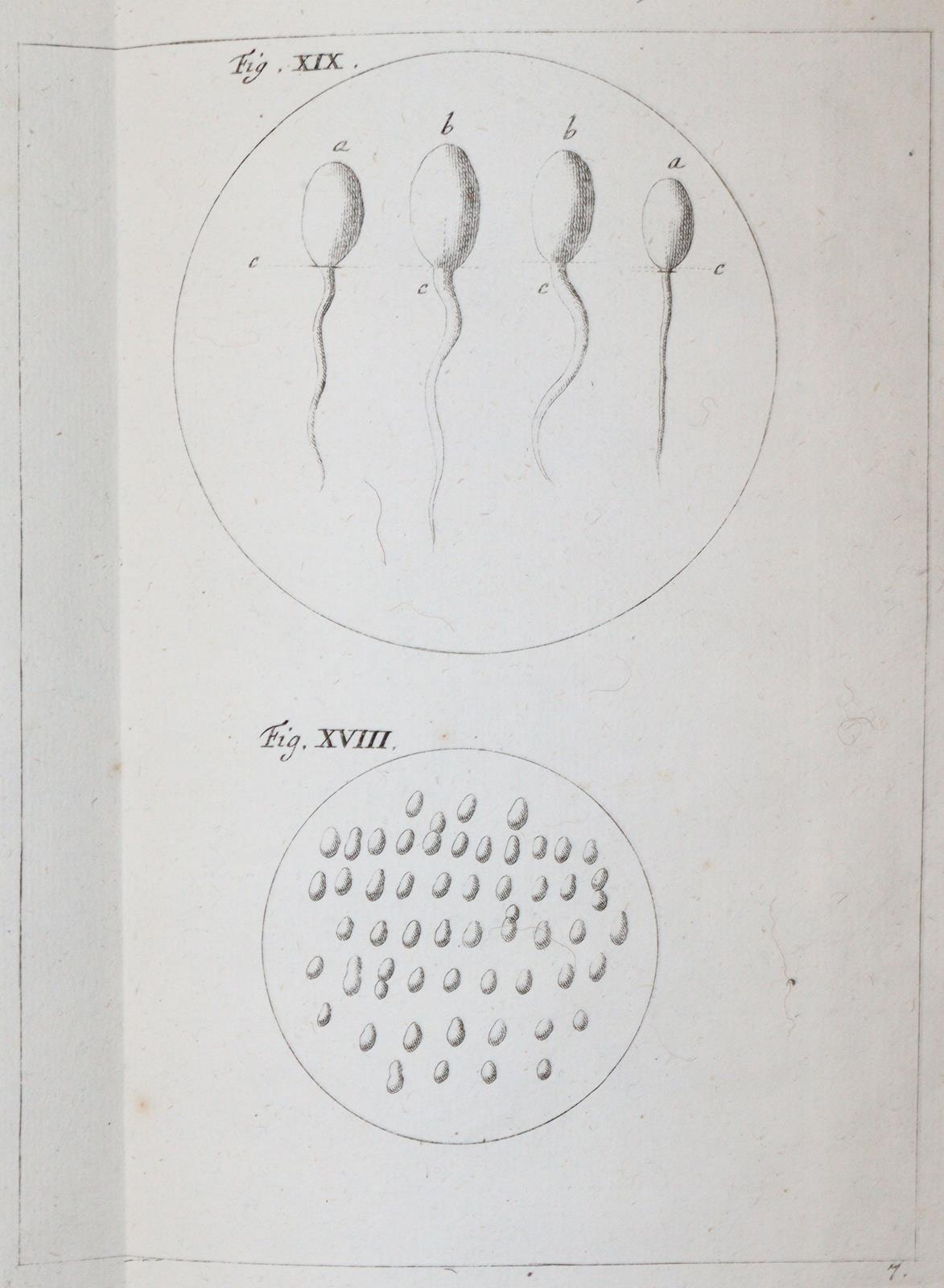 Ledermüller,M.F. | Bild Nr.10