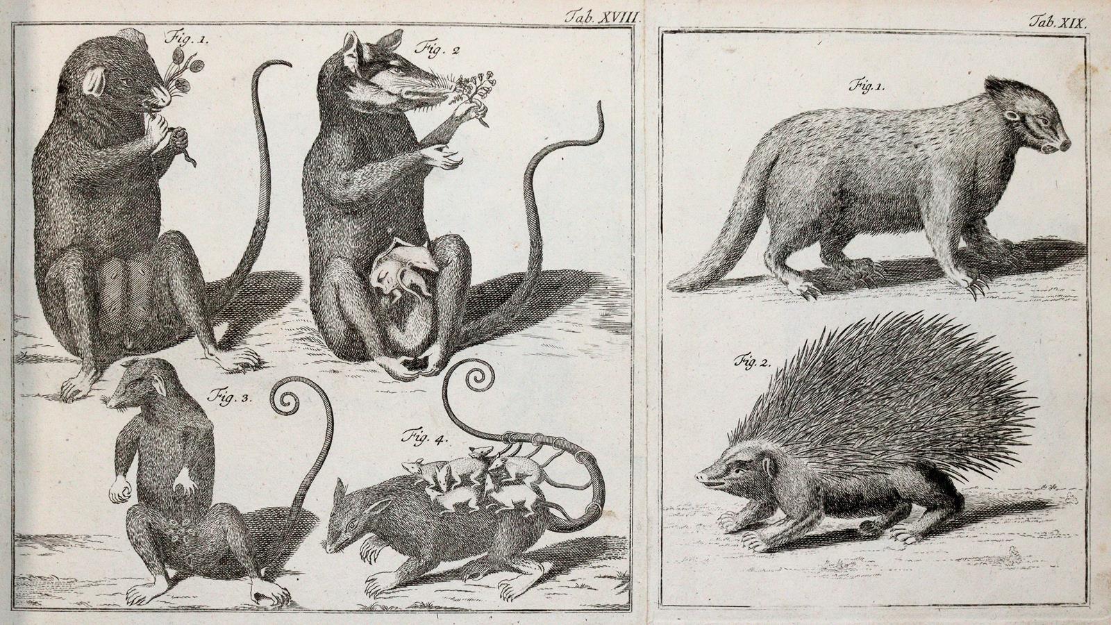 (LINNE, C. VON, | Bild Nr.2