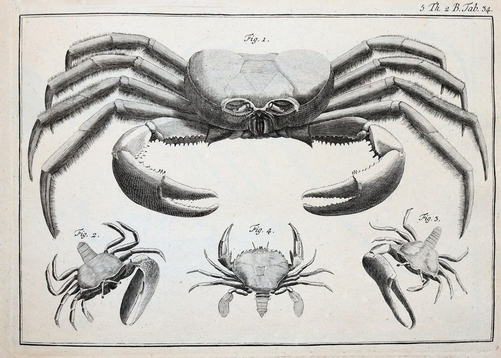 (LINNE, C. VON, | Bild Nr.4