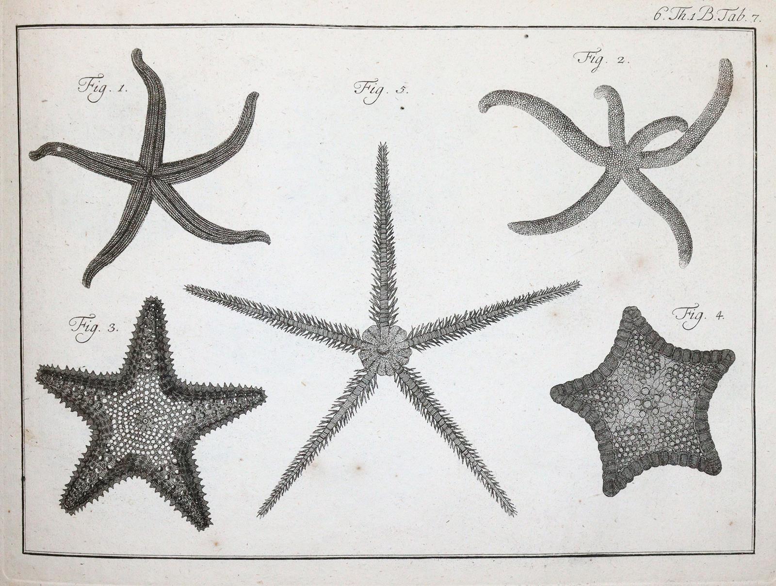 (LINNE, C. VON, | Bild Nr.5