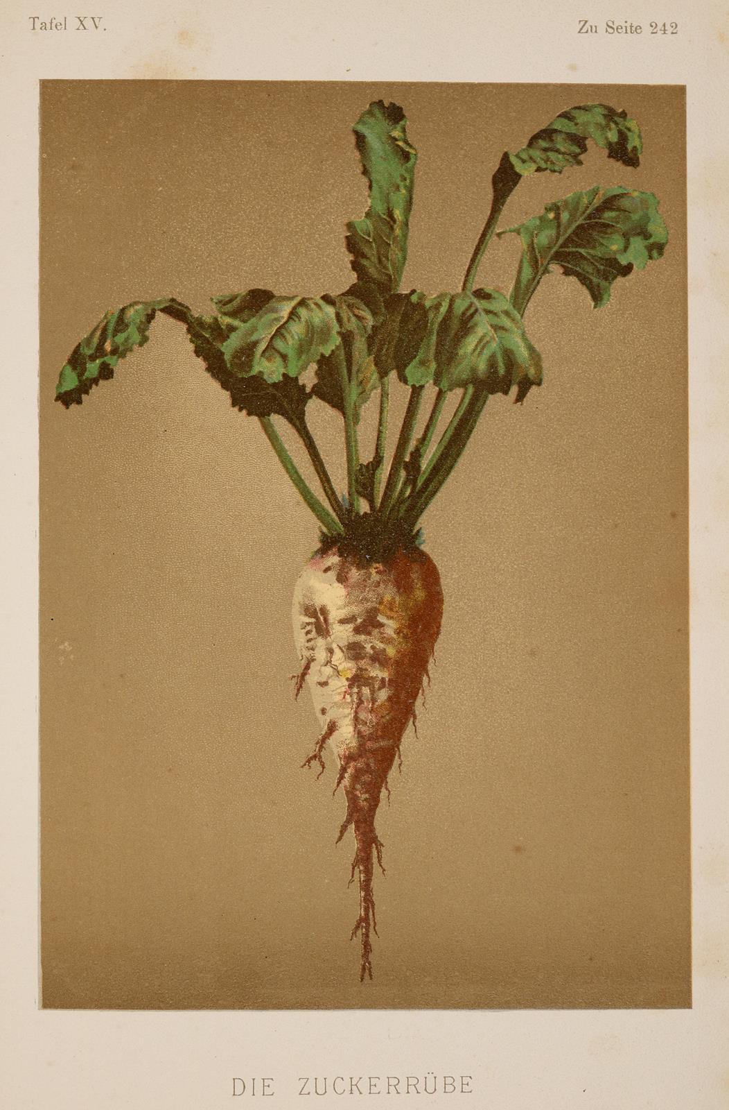 Possanner,B.v. | Bild Nr.1