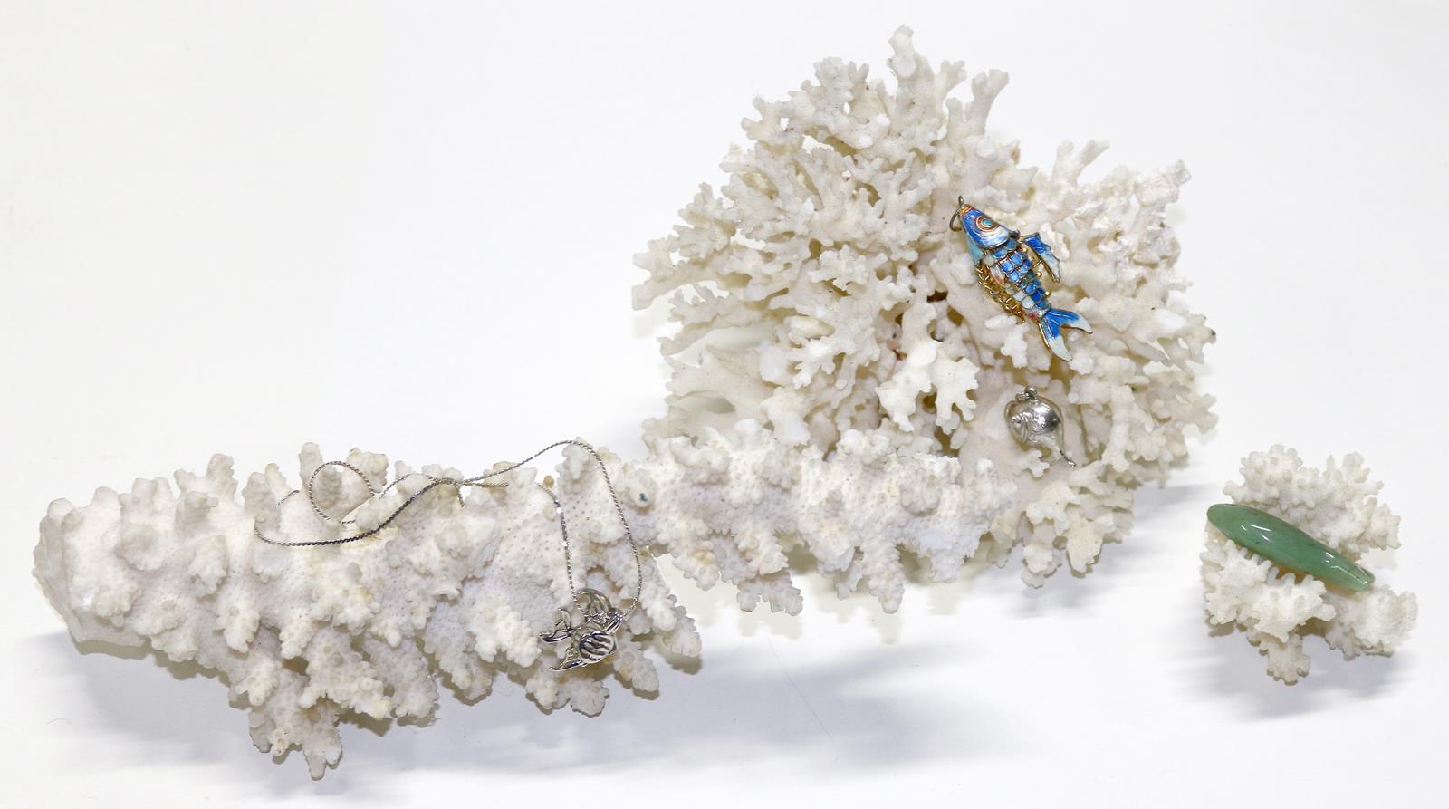 Gliederfische, Silberfische | Bild Nr.8