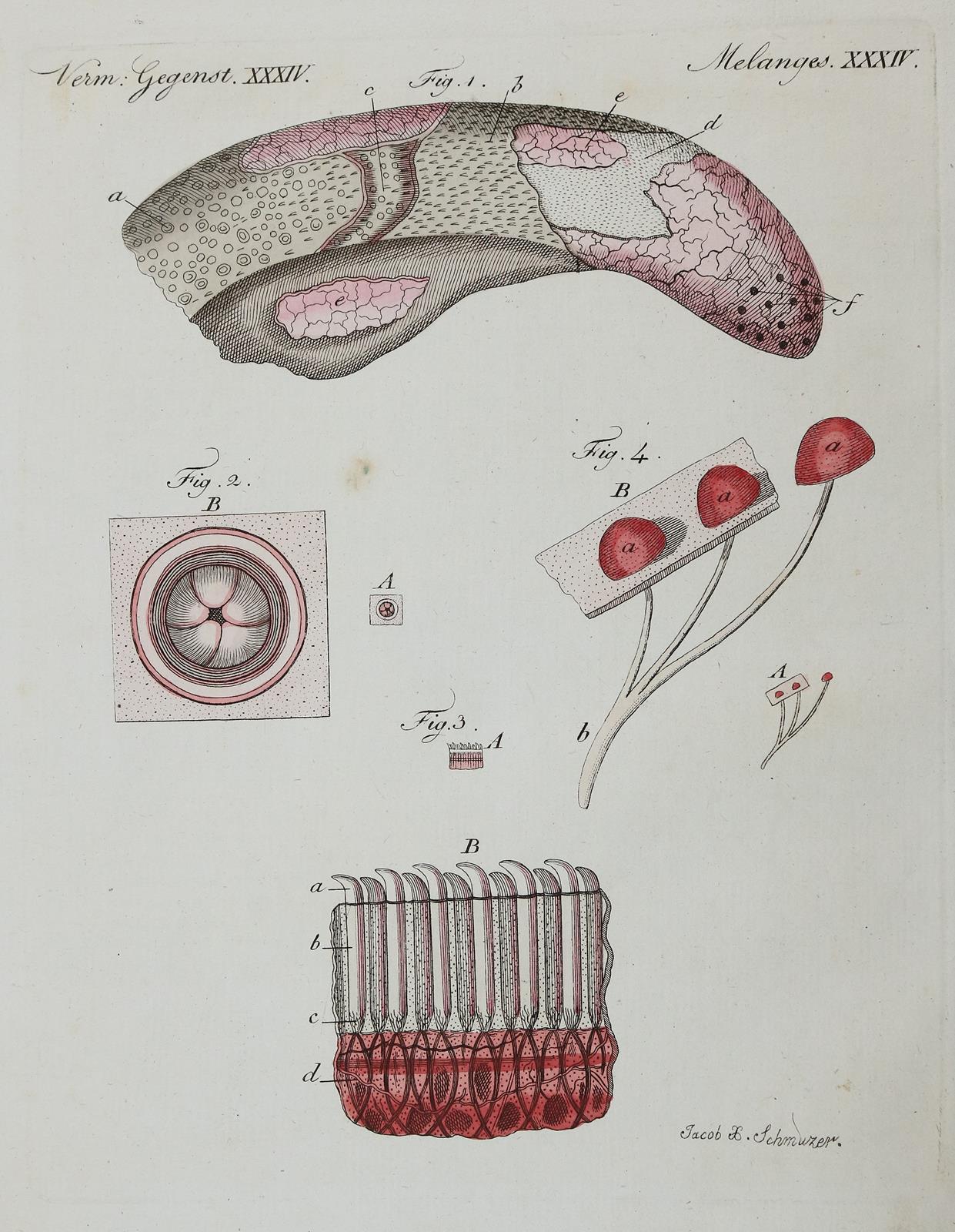 Bertuch. | Bild Nr.2