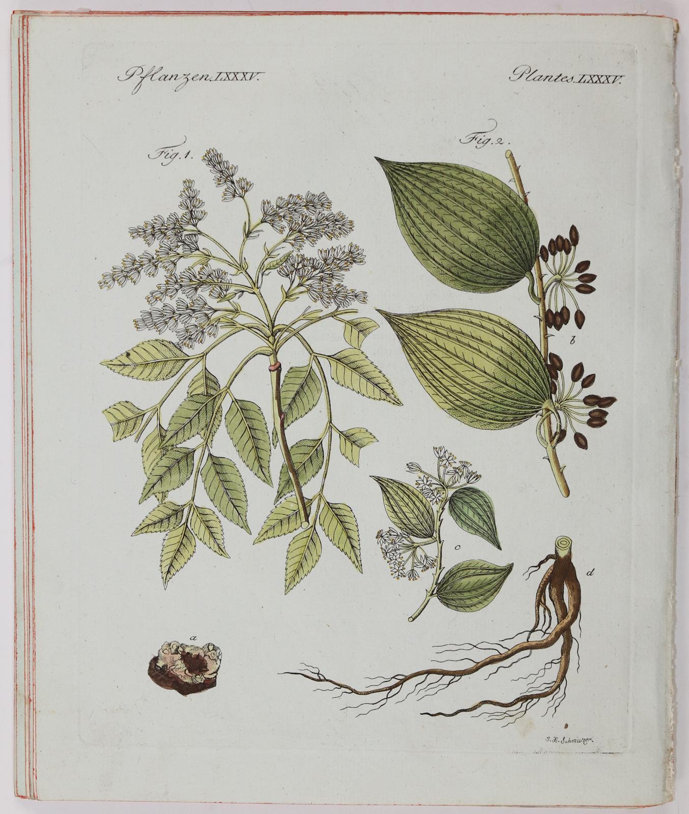 Bertuch. | Bild Nr.12