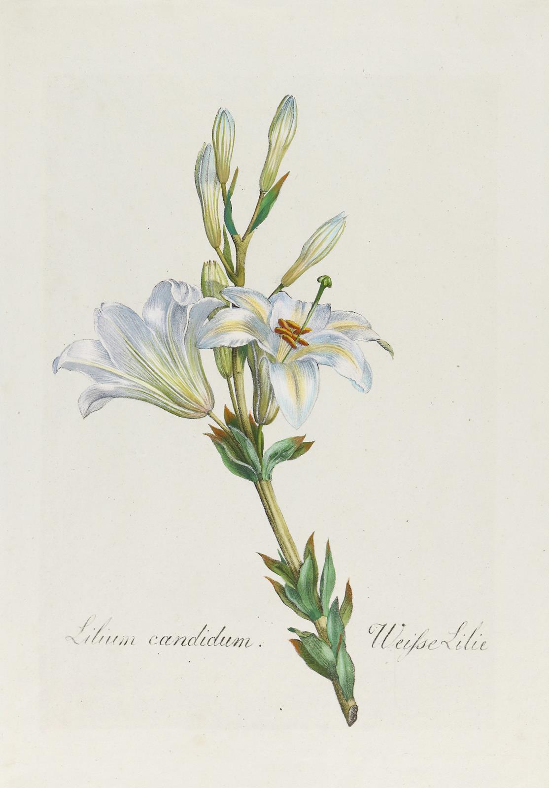Weisse Lilie. | Bild Nr.1