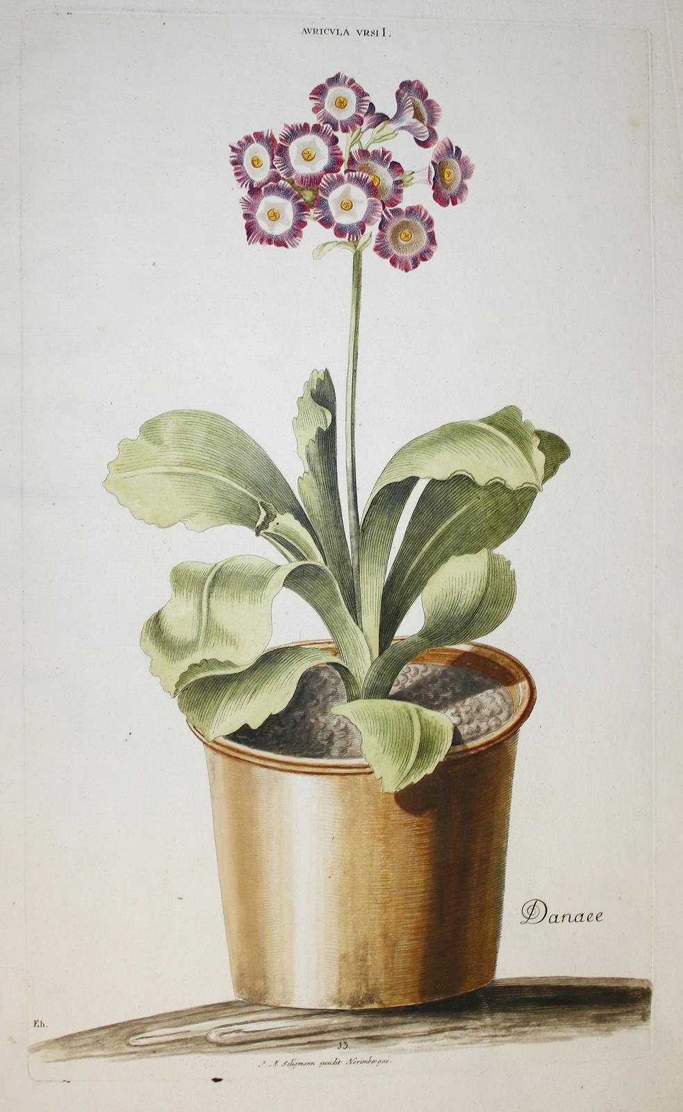 Primeln. | Bild Nr.1