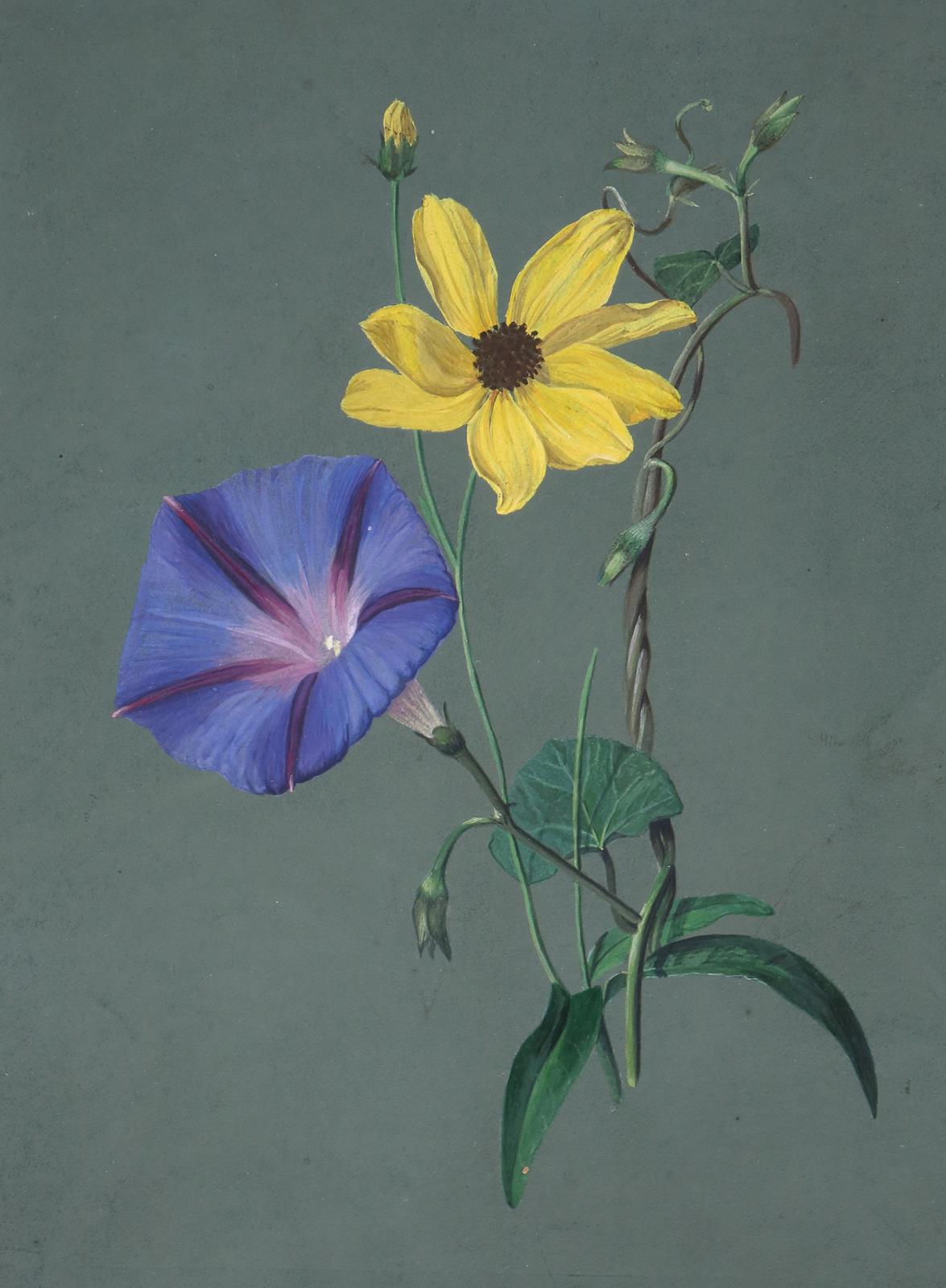 Winde u. Sonnenhut. | Bild Nr.1