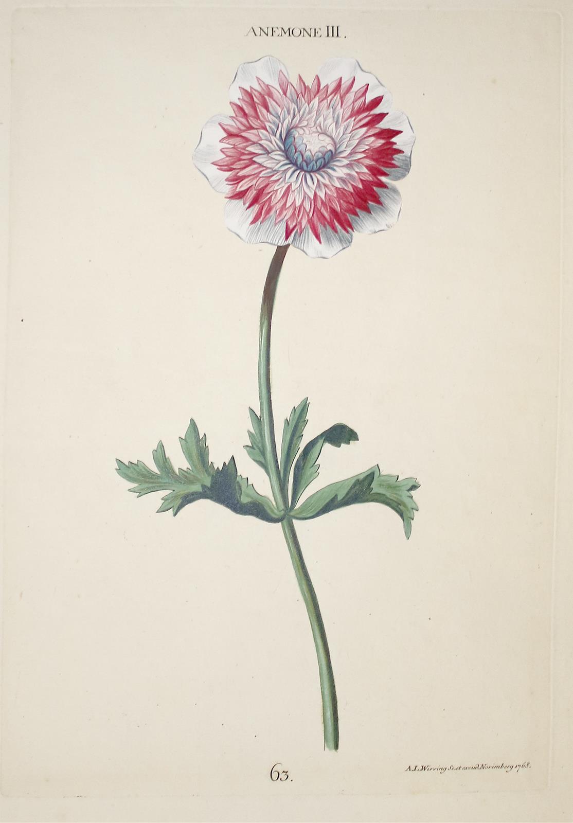 Windröschen. | Bild Nr.1