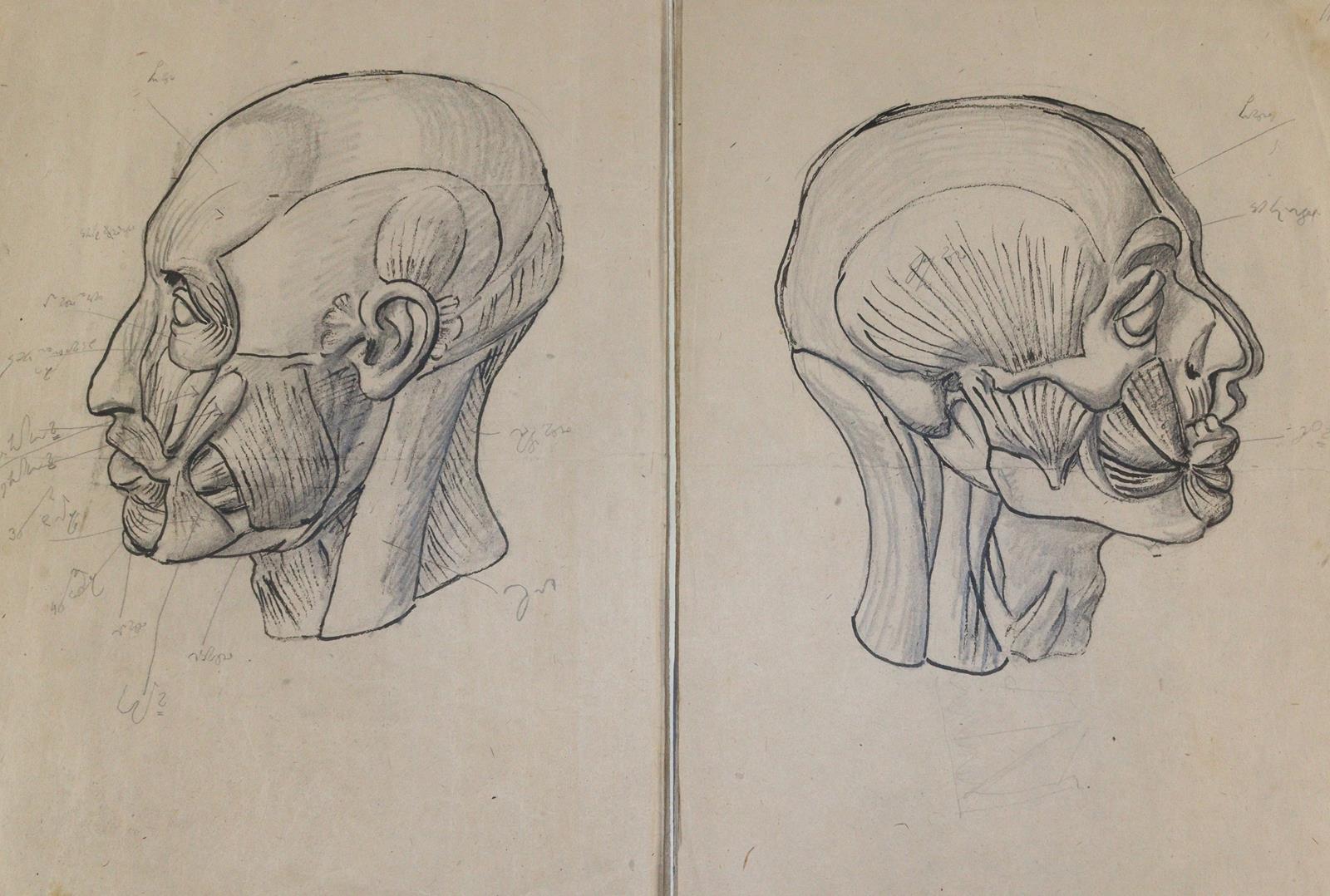 Anatomie. | Bild Nr.1
