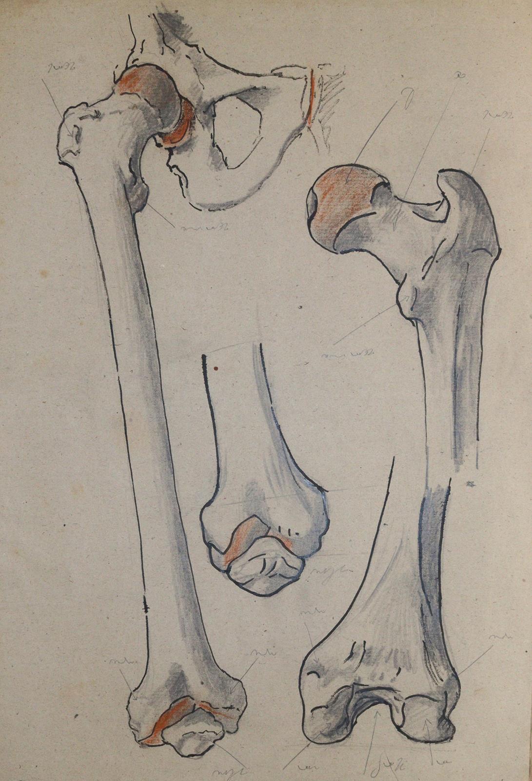 Anatomie. | Bild Nr.2