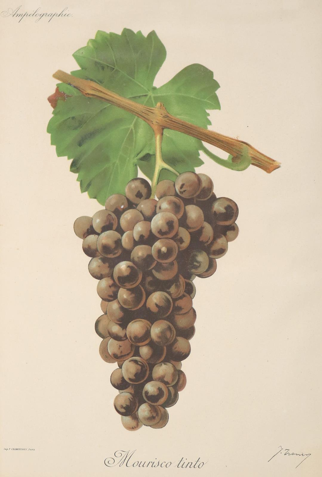 Weintrauben. | Bild Nr.3