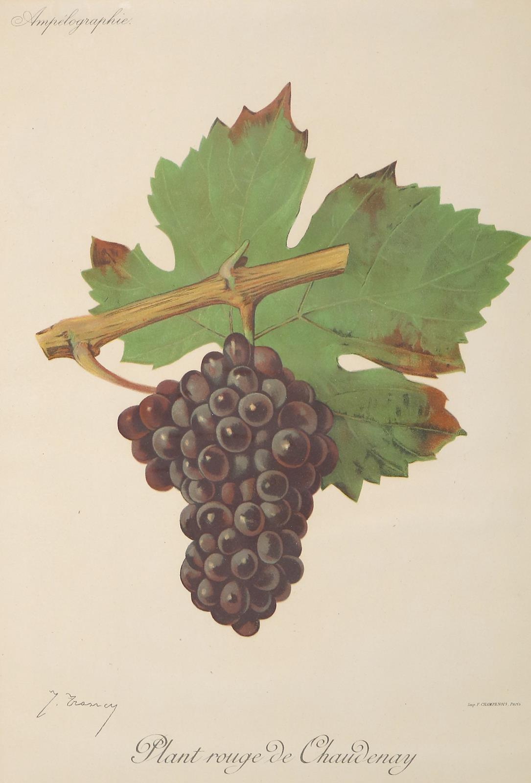 Weintrauben. | Bild Nr.4