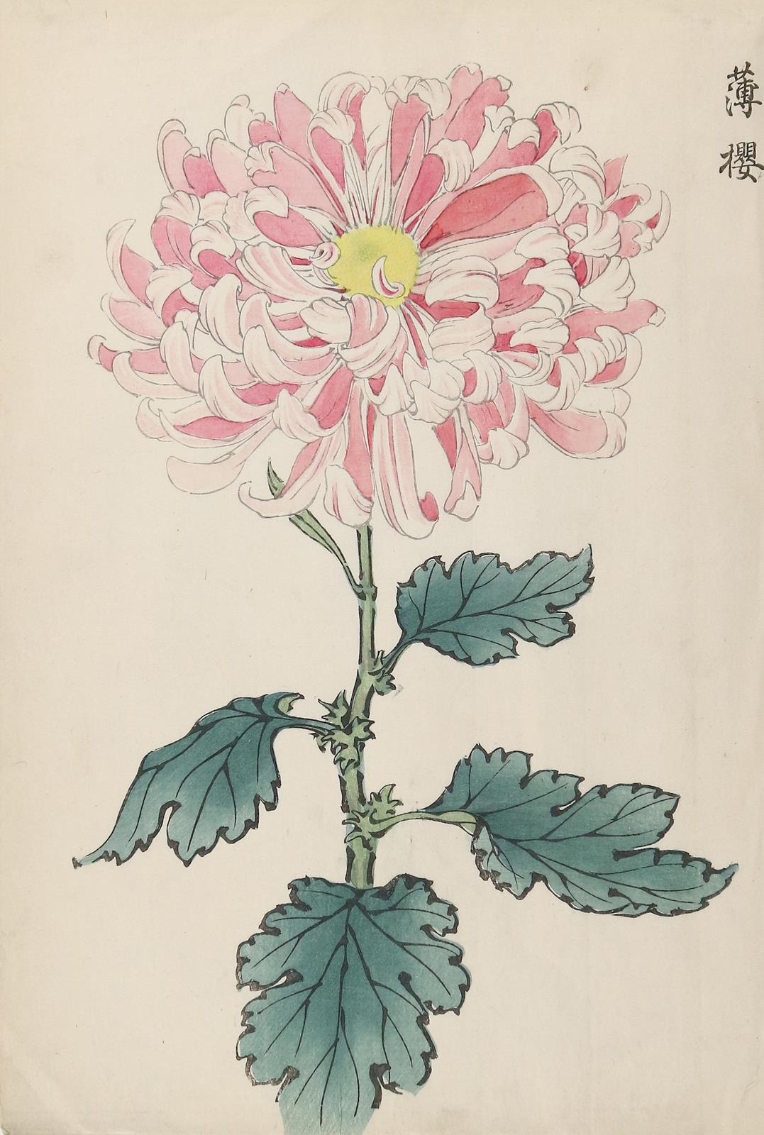 Keika, Hasegawa | Bild Nr.1