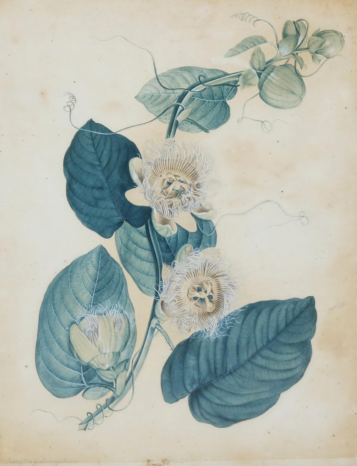 Knapp, Johann | Bild Nr.2