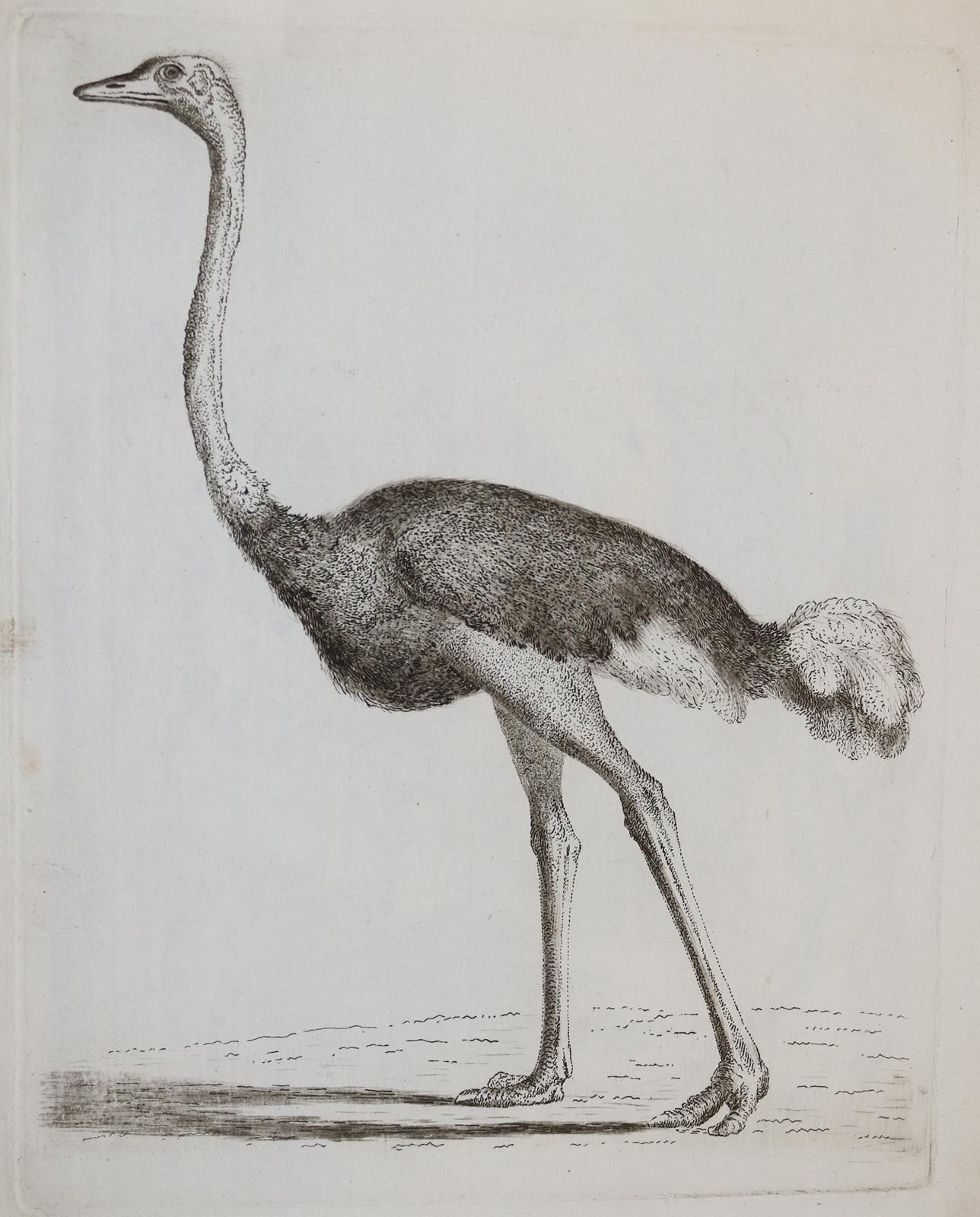 Tischbein, Johann Heinrich | Bild Nr.11