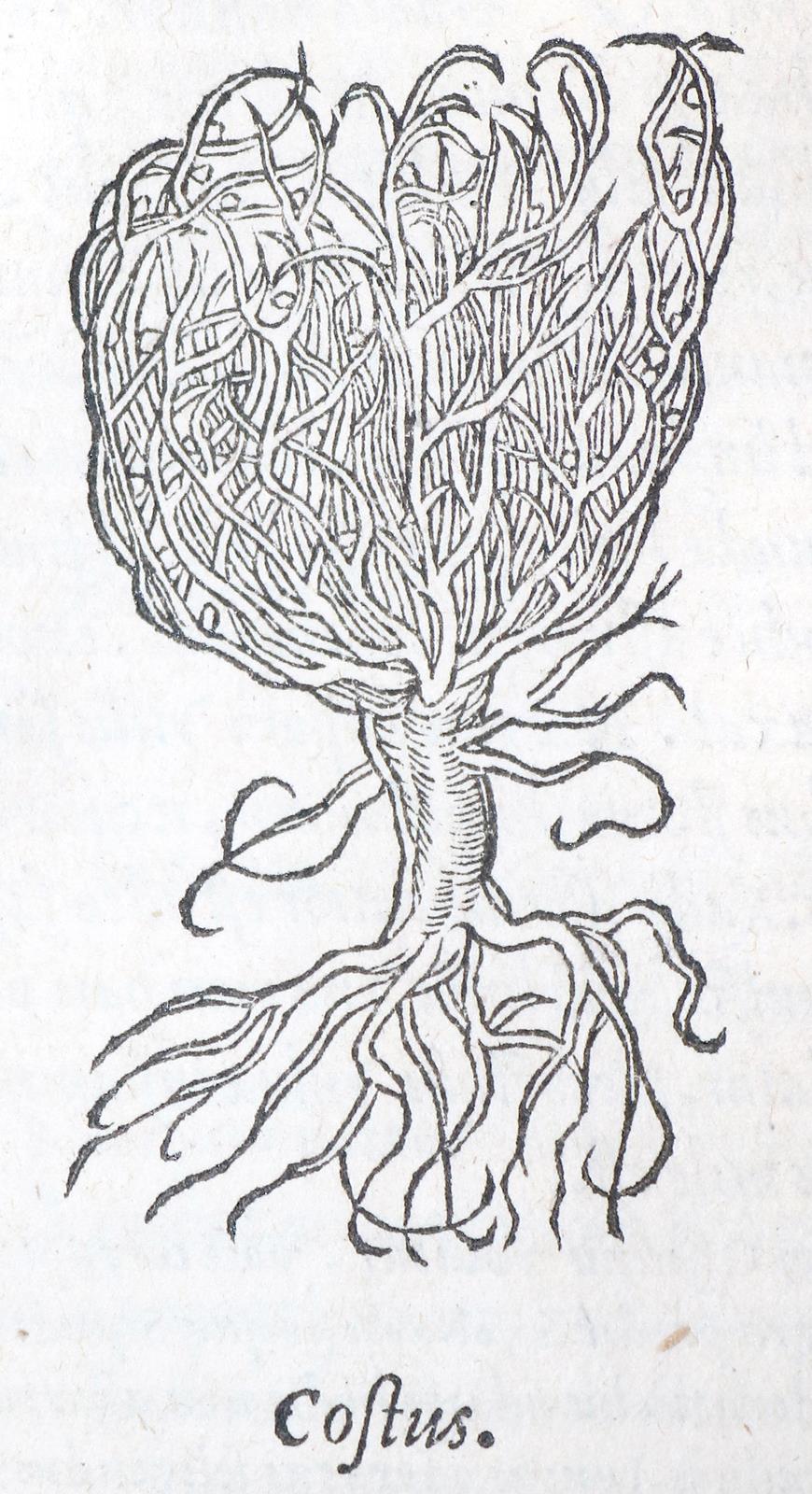 Dioscorides,P. | Bild Nr.1