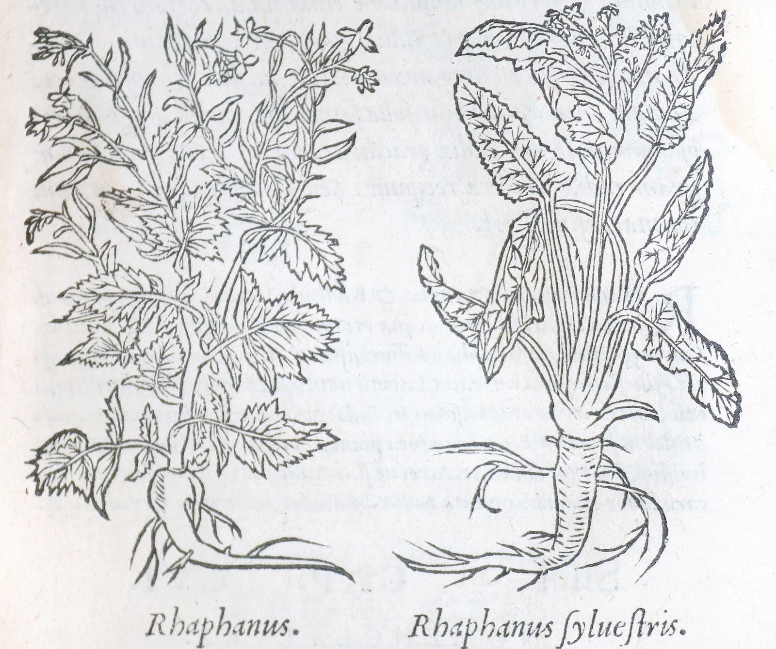 Dioscorides,P. | Bild Nr.2