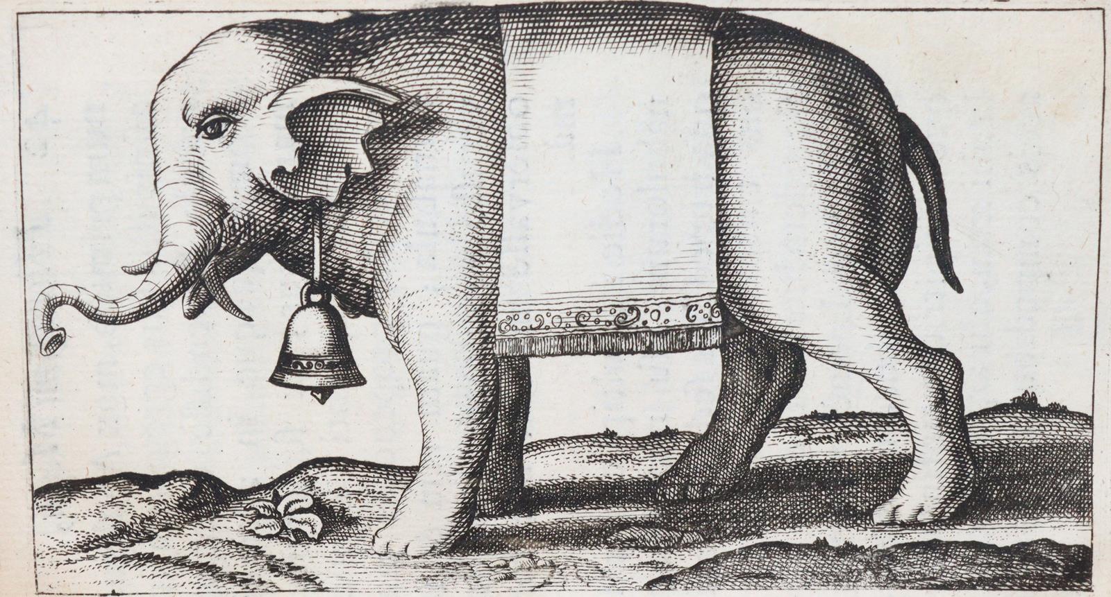 Maggi,G. | Bild Nr.2