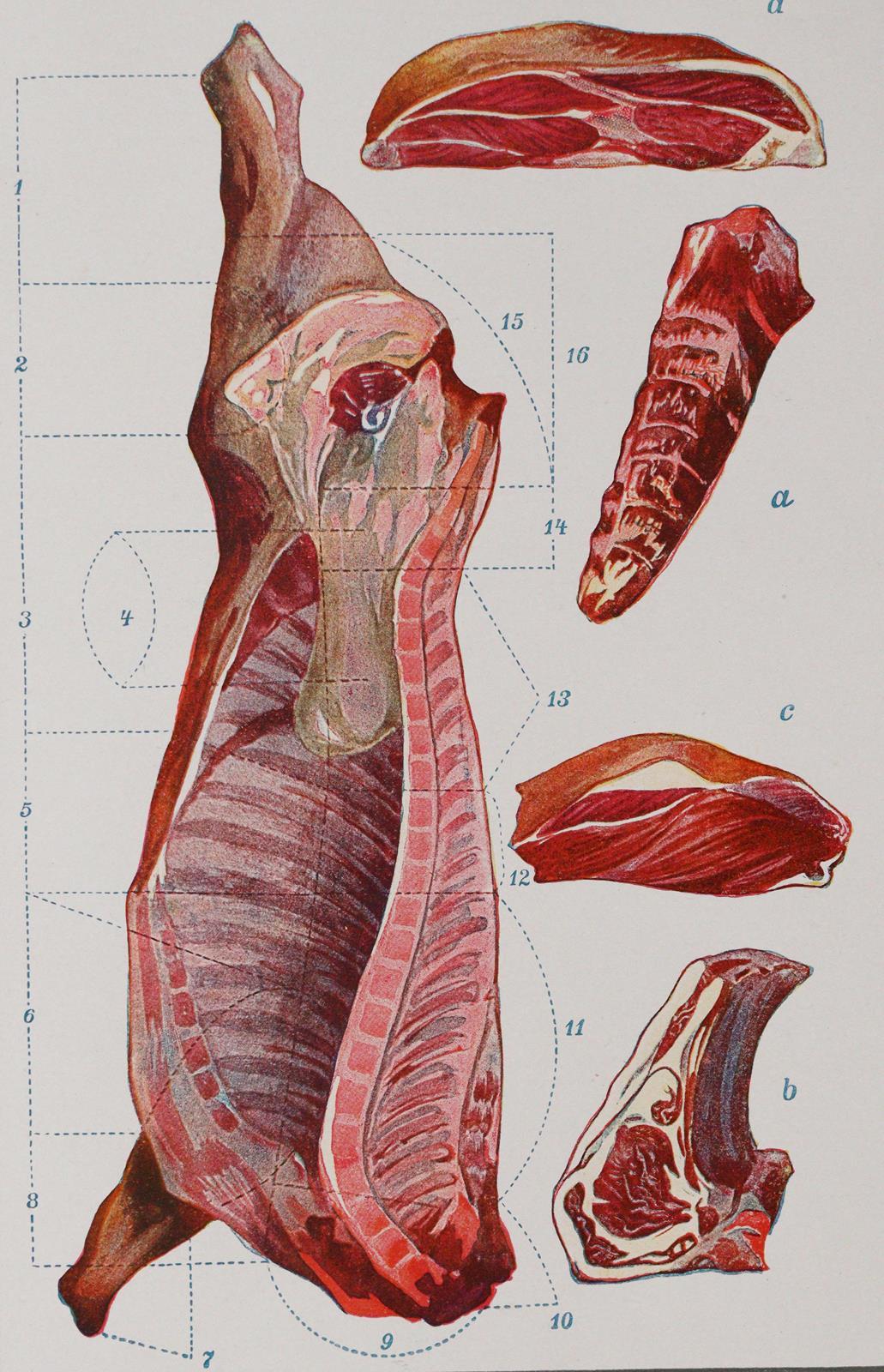 Corvinus,G.S. | Bild Nr.3