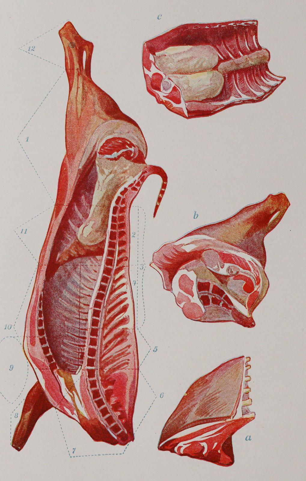 Corvinus,G.S. | Bild Nr.5