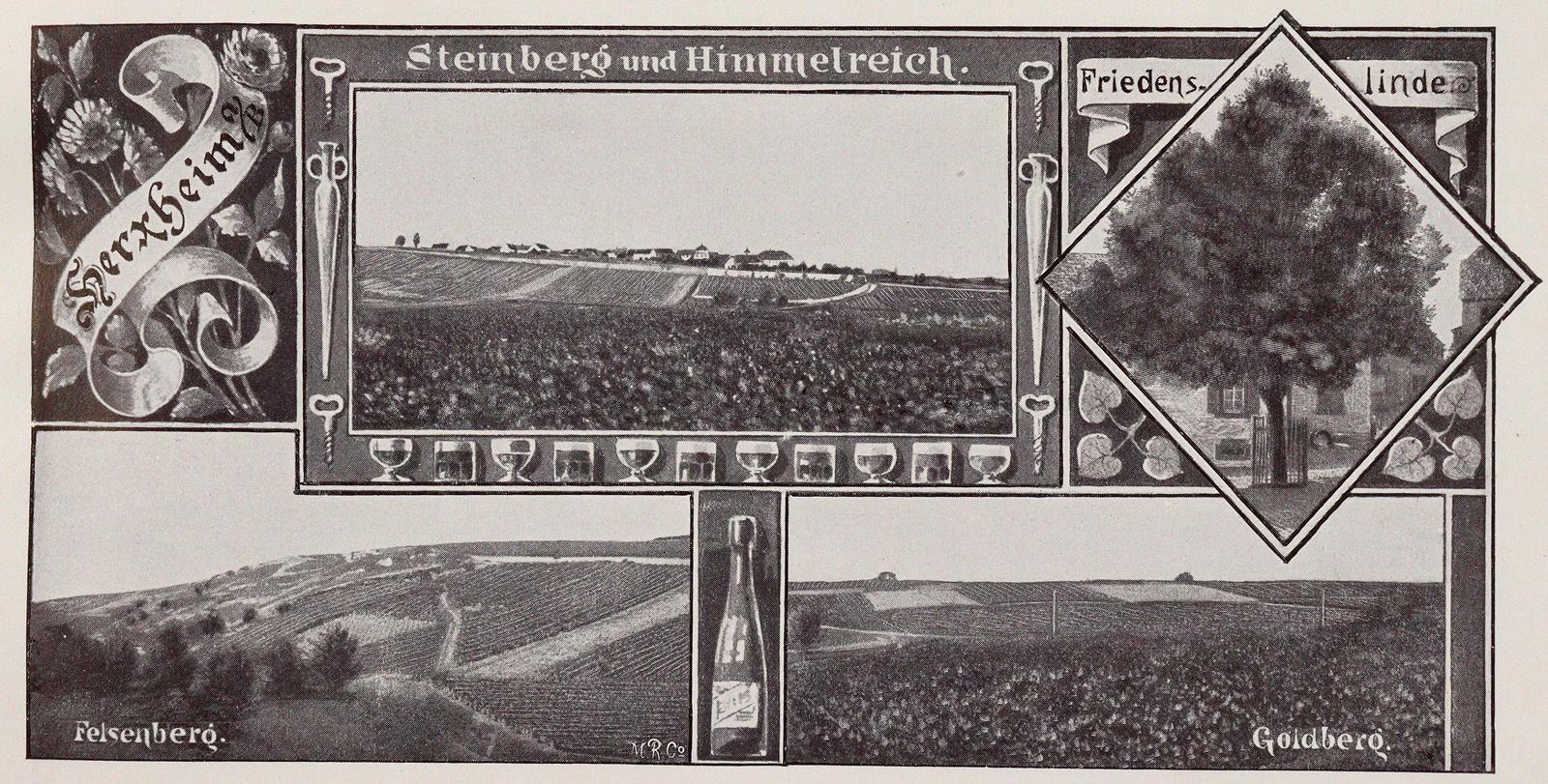 Pfälzer Wein. | Bild Nr.4