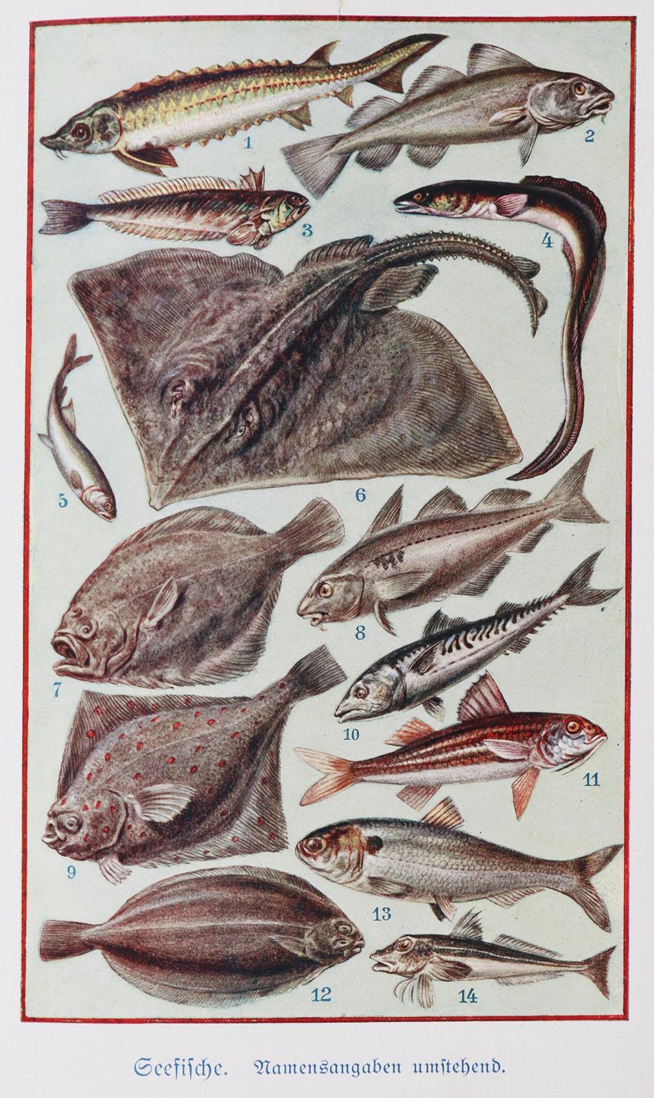 Aalborg,J.C. | Bild Nr.2