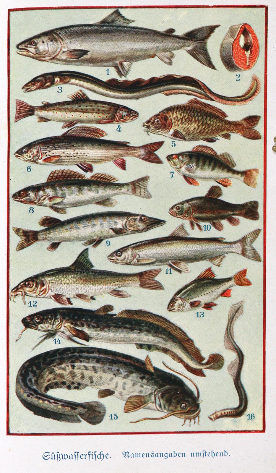 Aalborg,J.C. | Bild Nr.3