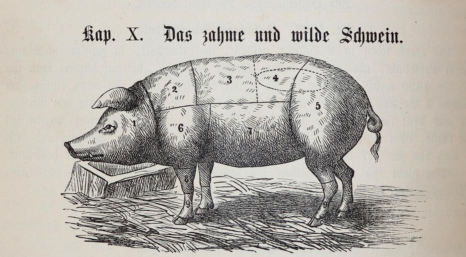 Naumann,L. | Bild Nr.4