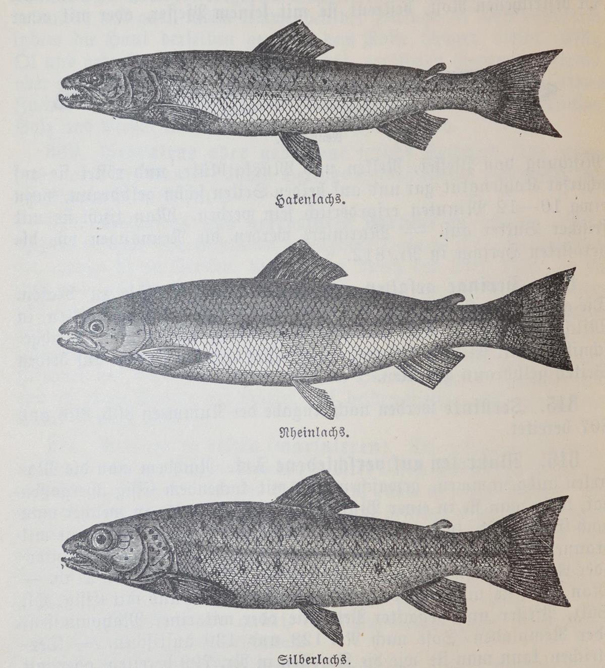 Neudecker,M.A. | Bild Nr.3