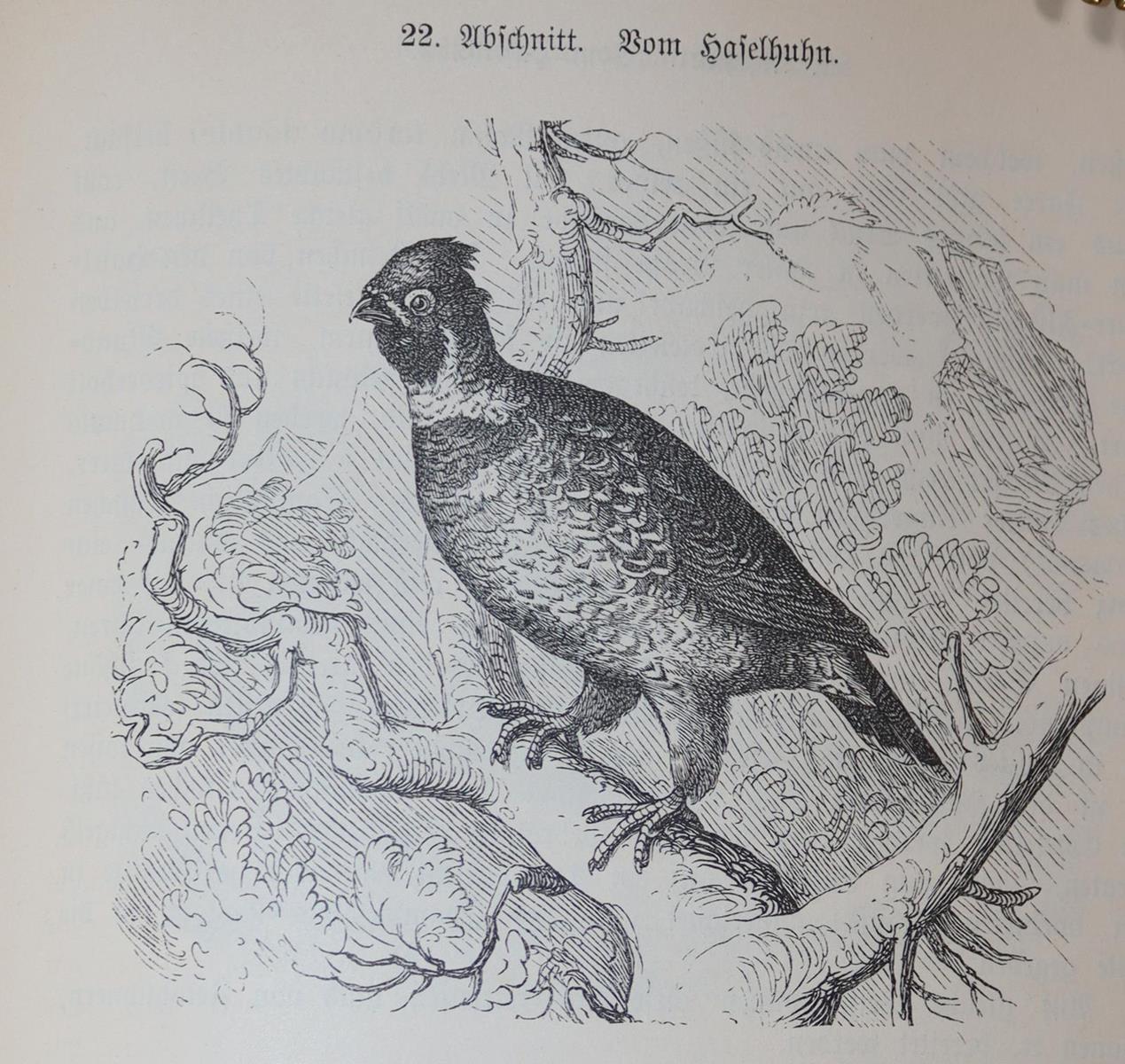 Niggl,J.N. | Bild Nr.3