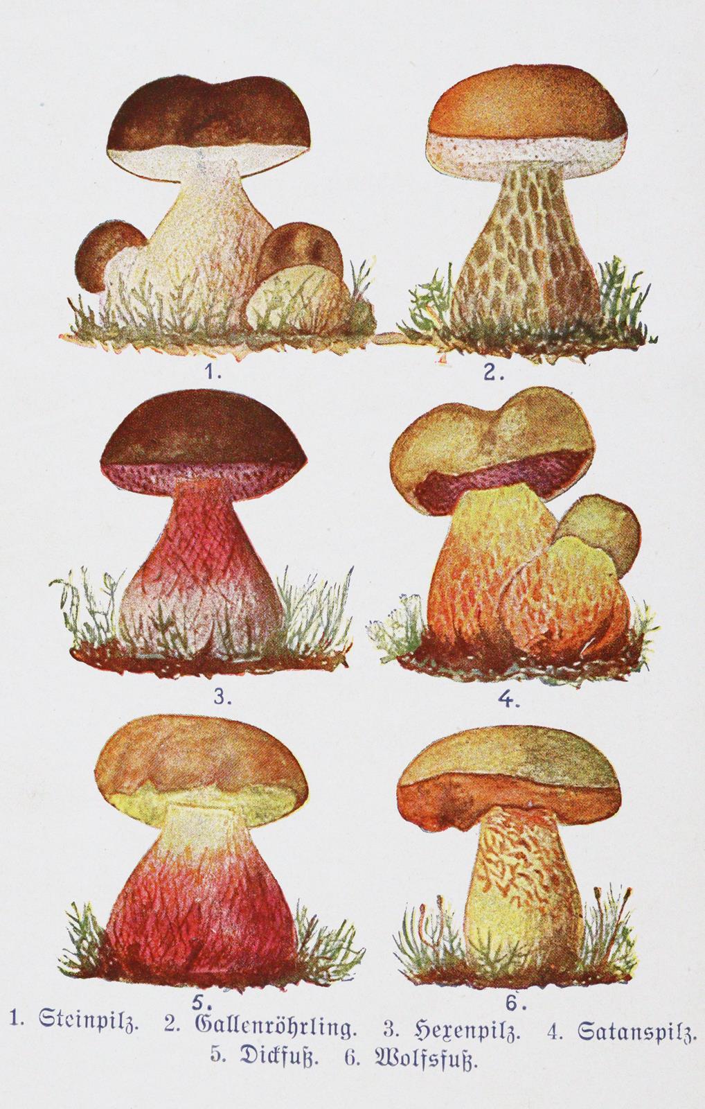 Buchmeier,M. | Bild Nr.2