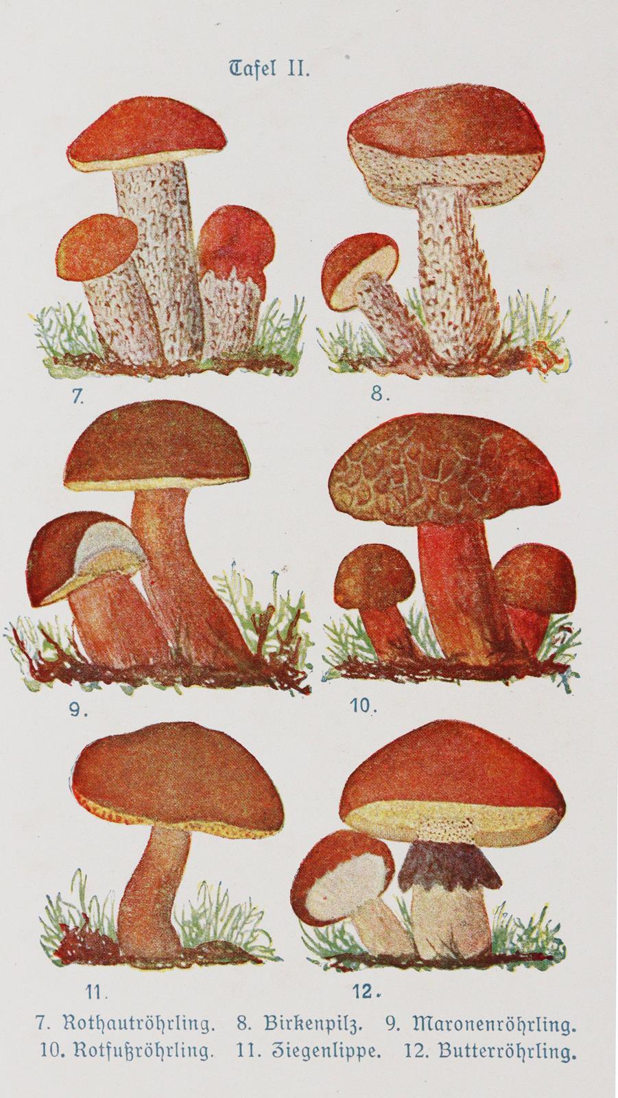 Buchmeier,M. | Bild Nr.3