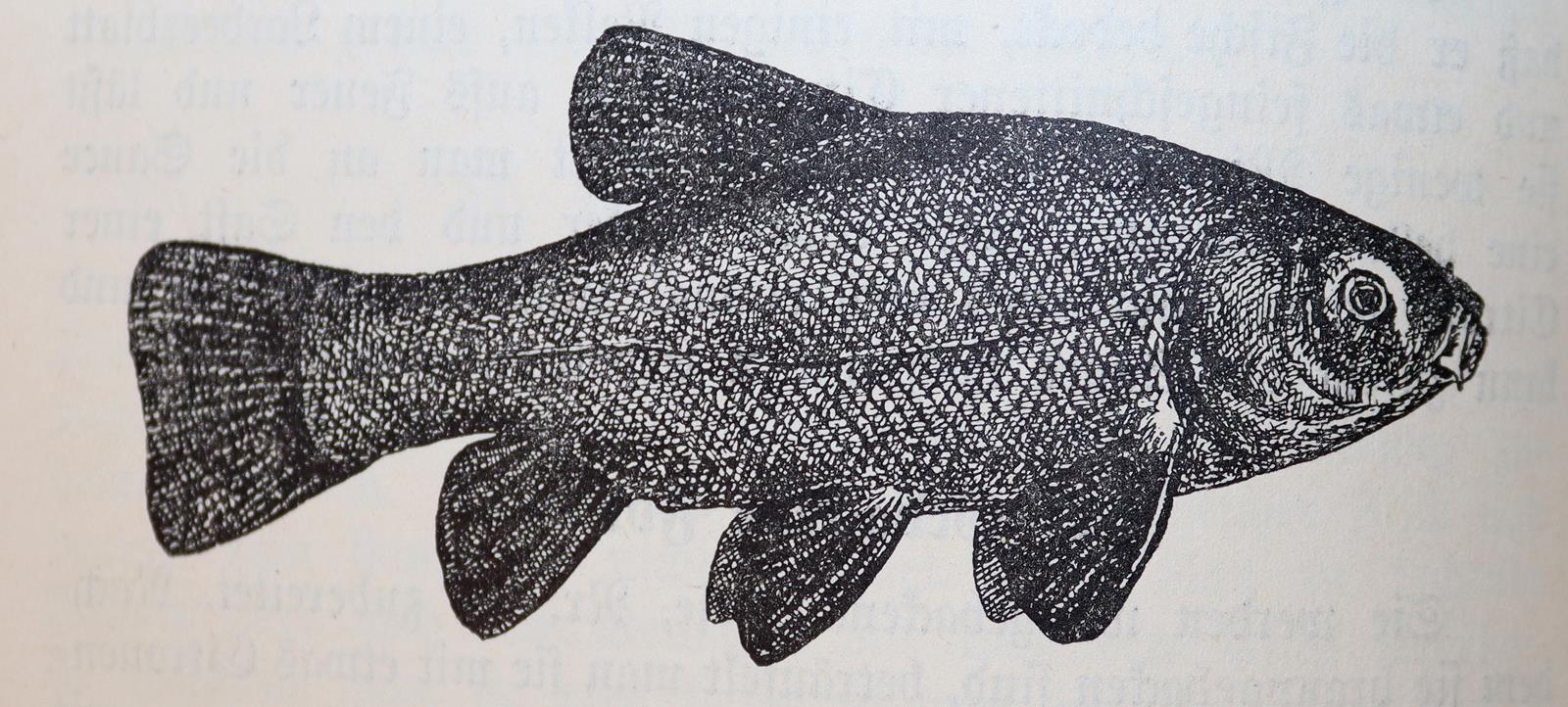 Schlienbecker,W. | Bild Nr.3