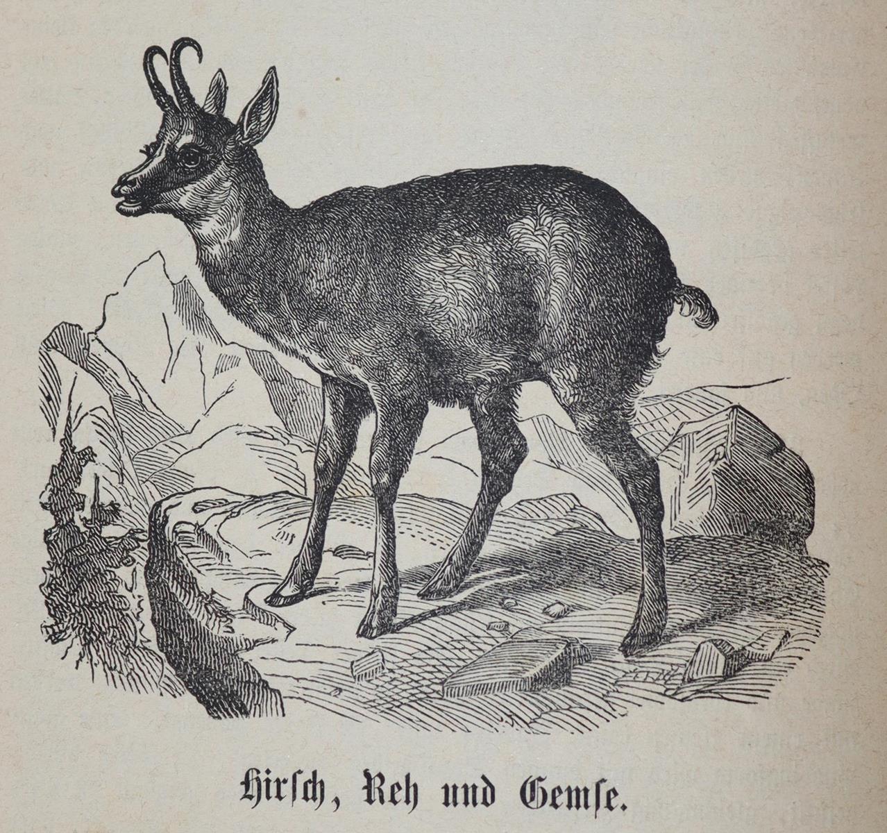 Zundel,H. u. C.Kriesi. | Bild Nr.3