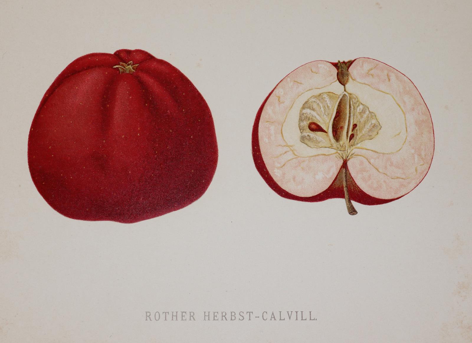 Mengelberg,J. | Bild Nr.5