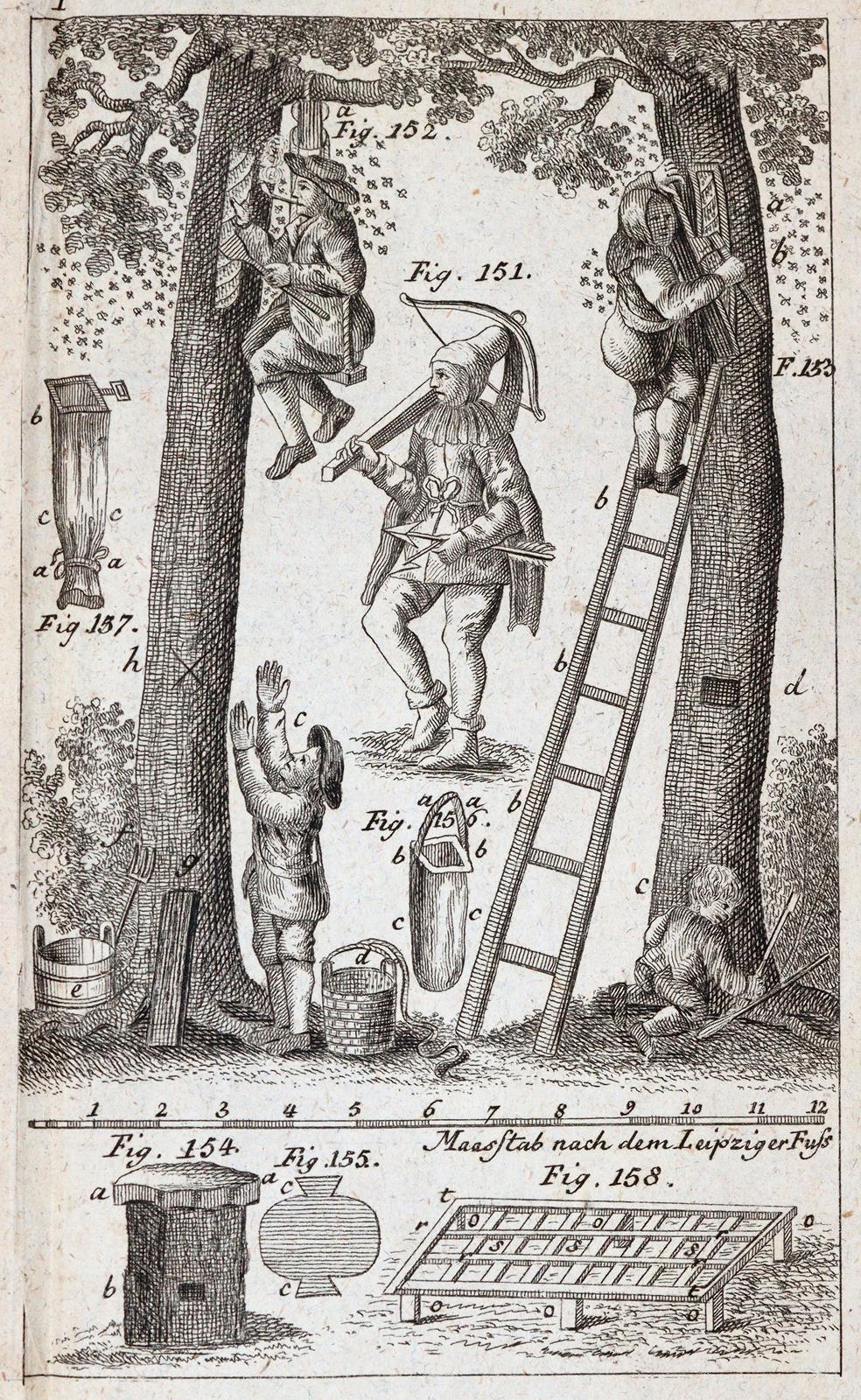 Krünitz,J.G. | Bild Nr.5