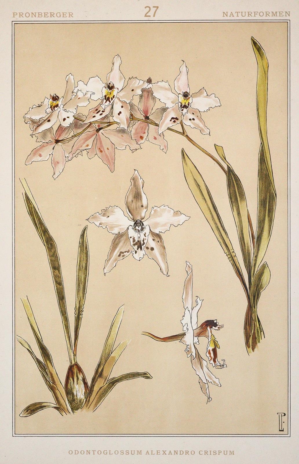 Pronberger,L. | Bild Nr.4