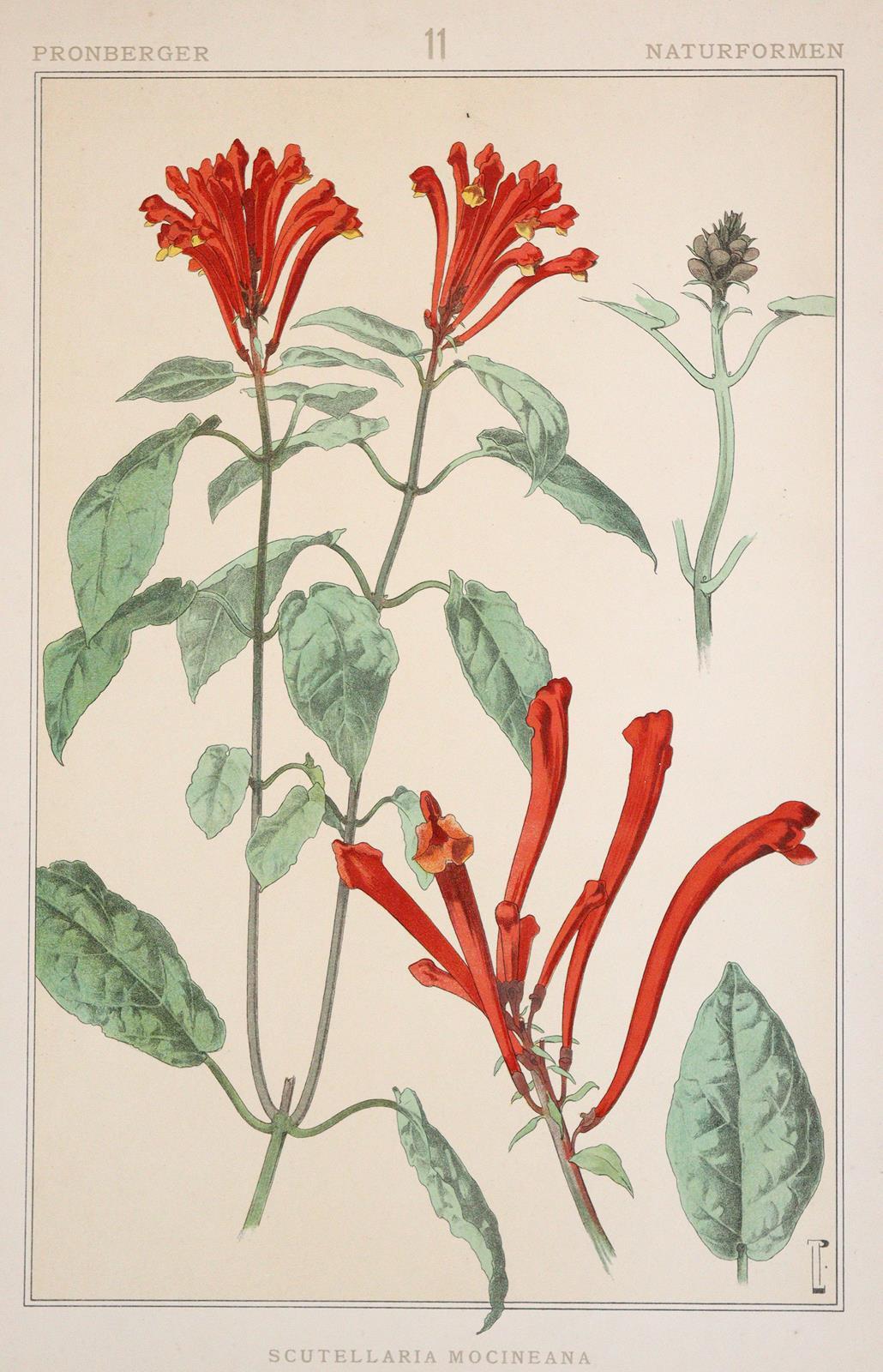 Pronberger,L. | Bild Nr.5