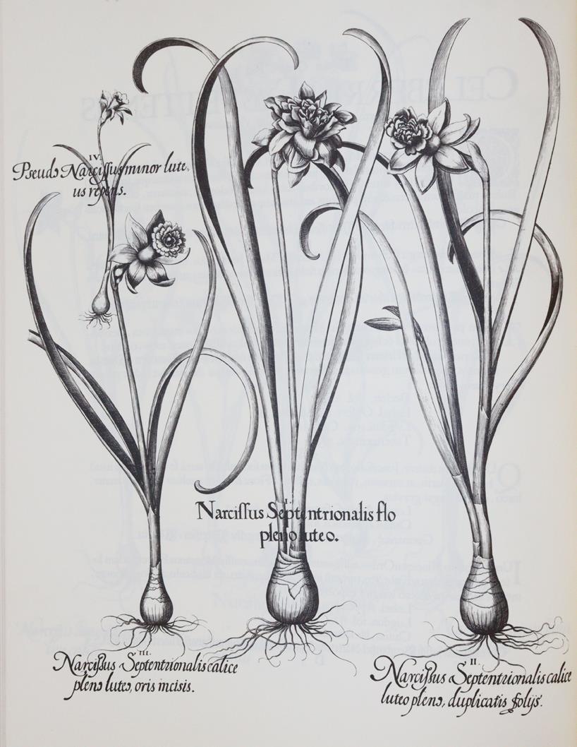 Besler,B. | Bild Nr.1