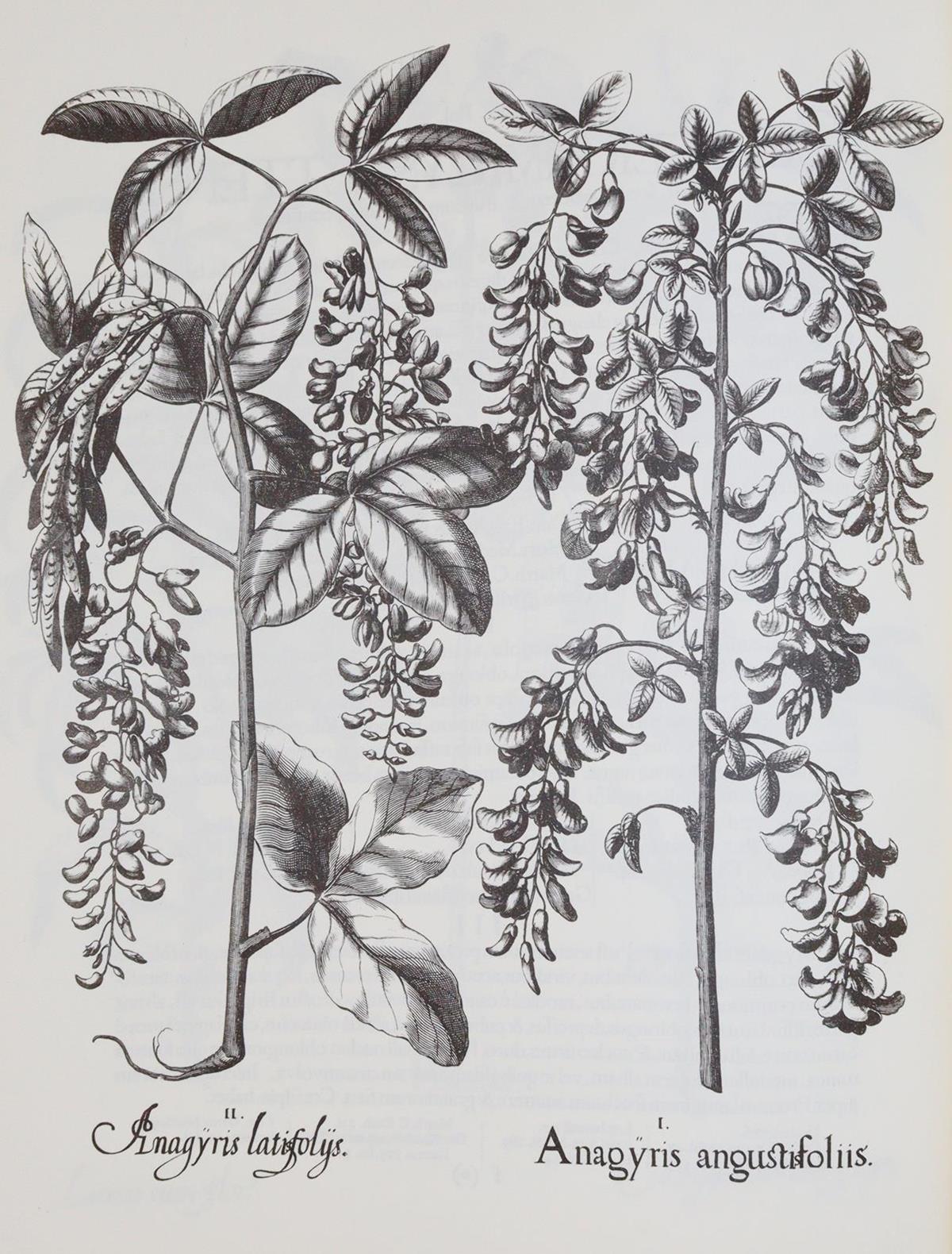 Besler,B. | Bild Nr.4