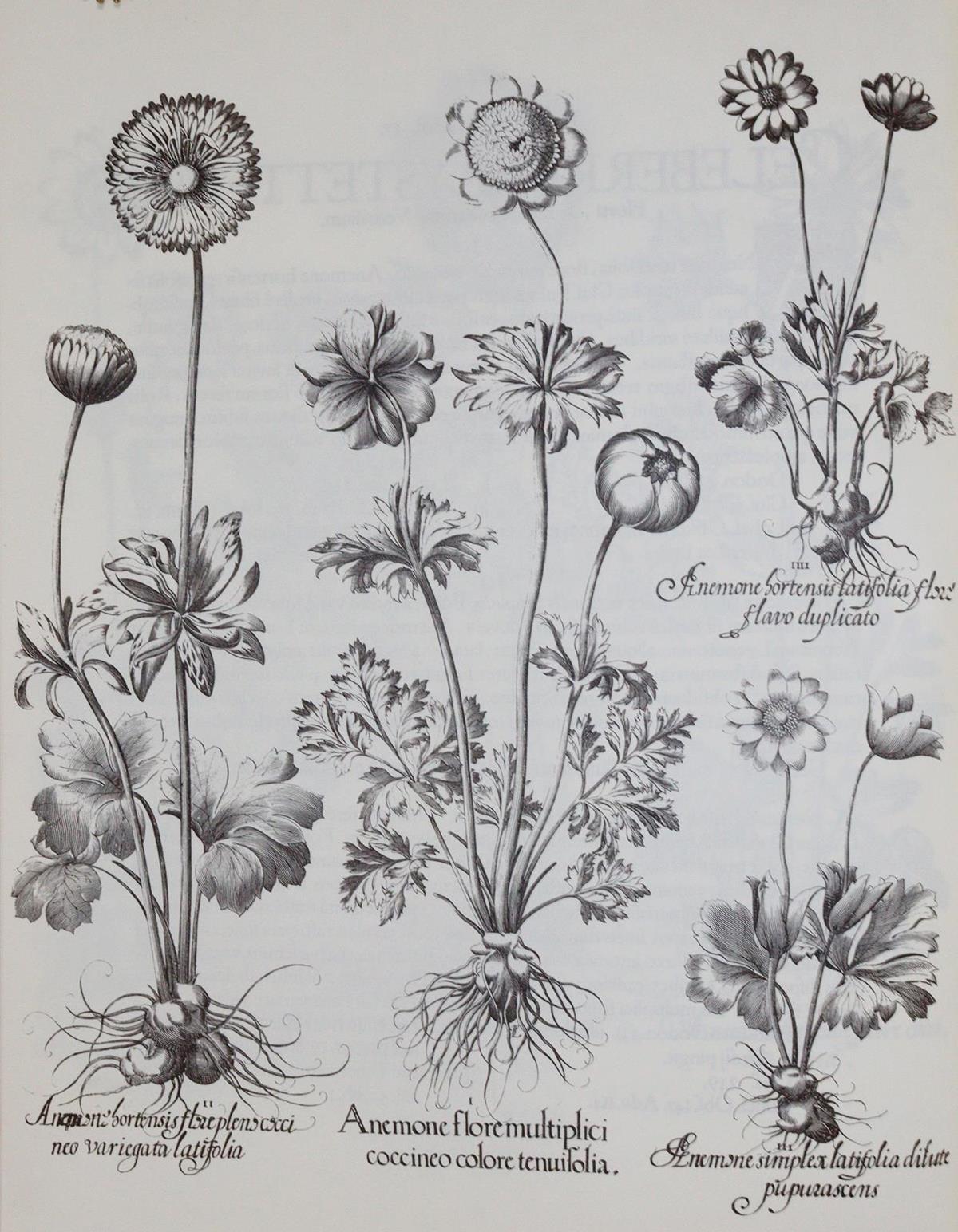 Besler,B. | Bild Nr.5