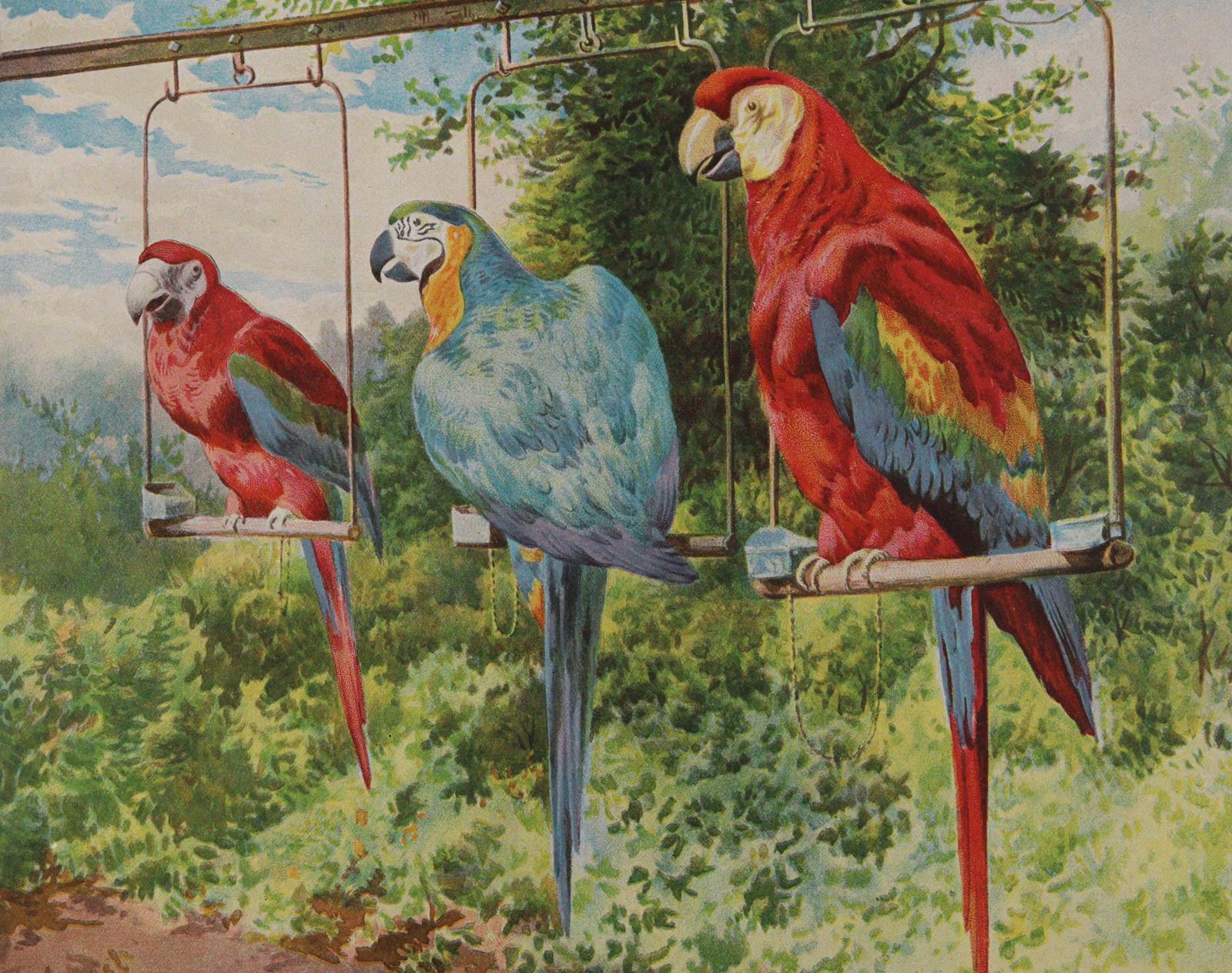 (Maul,E.). | Bild Nr.2