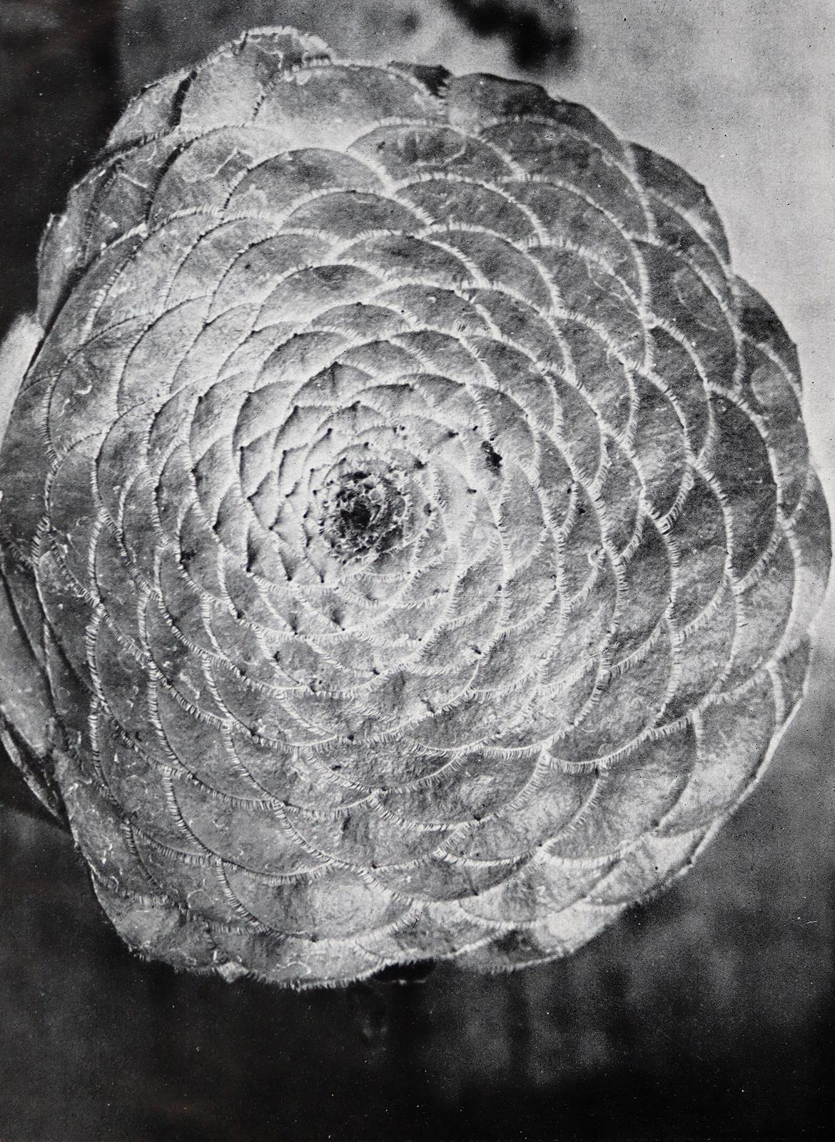 Fuhrmann,E. | Bild Nr.2