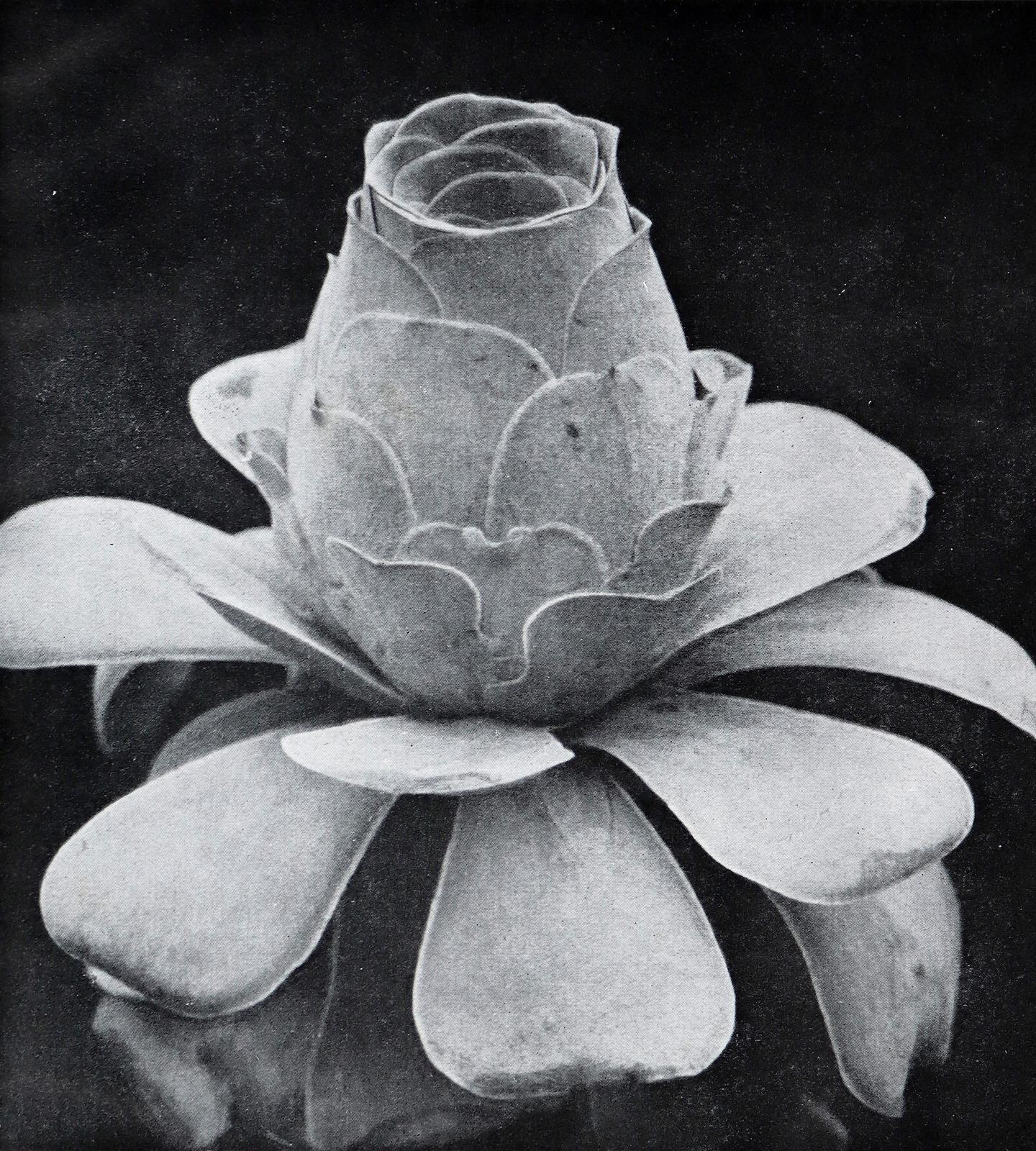 Fuhrmann,E. | Bild Nr.3