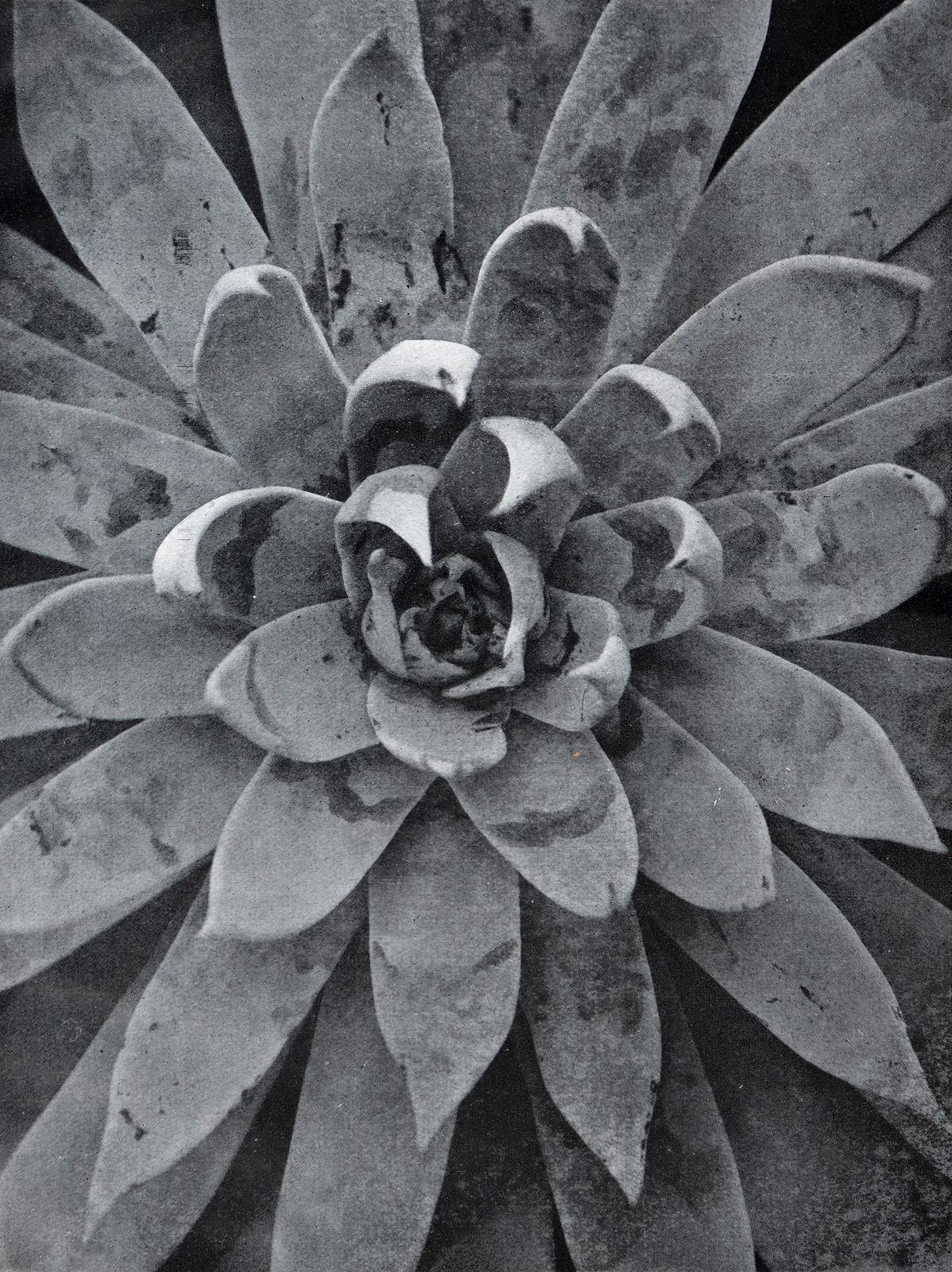 Fuhrmann,E. | Bild Nr.4