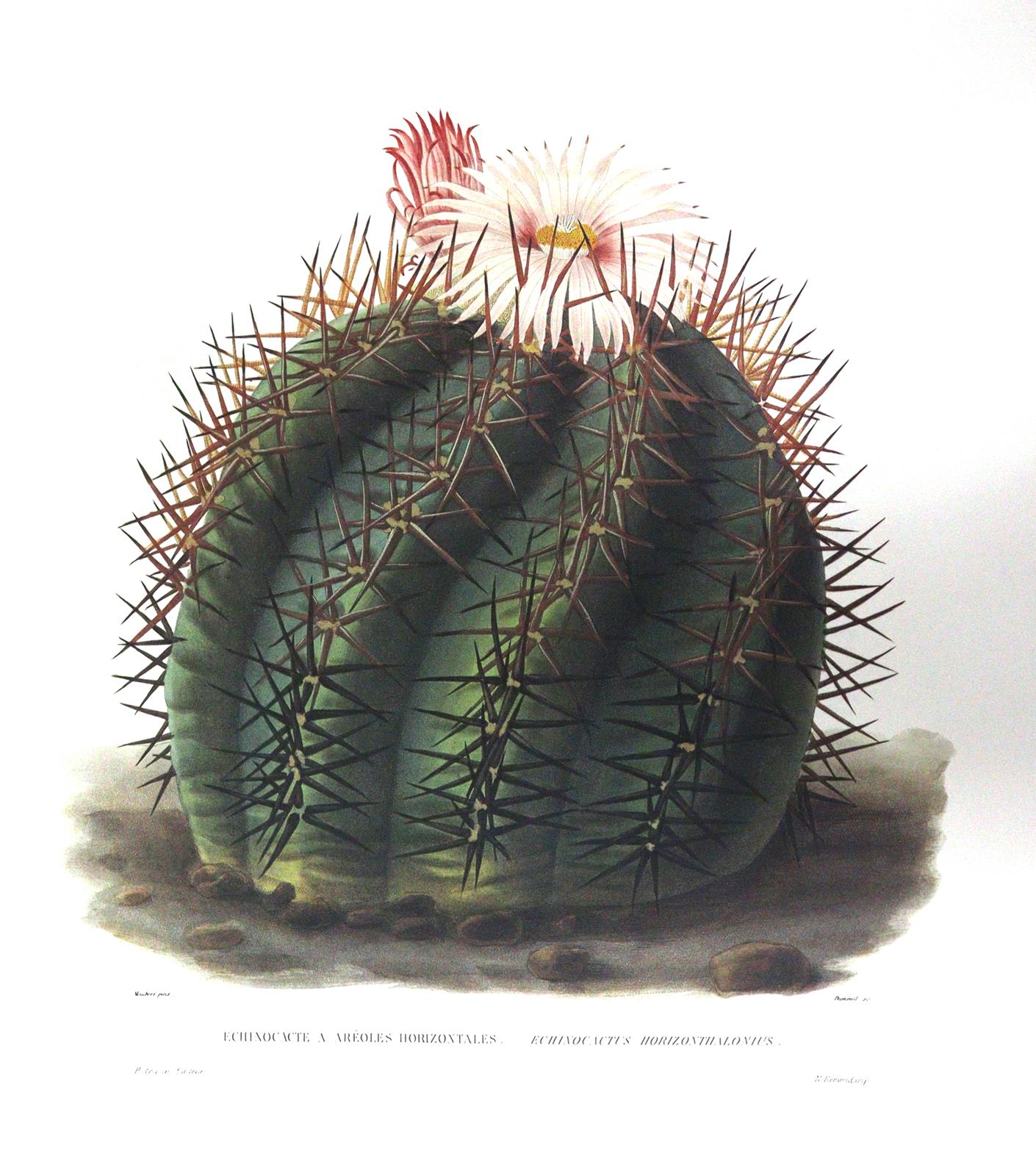 Candolle,A.P.de. | Bild Nr.2