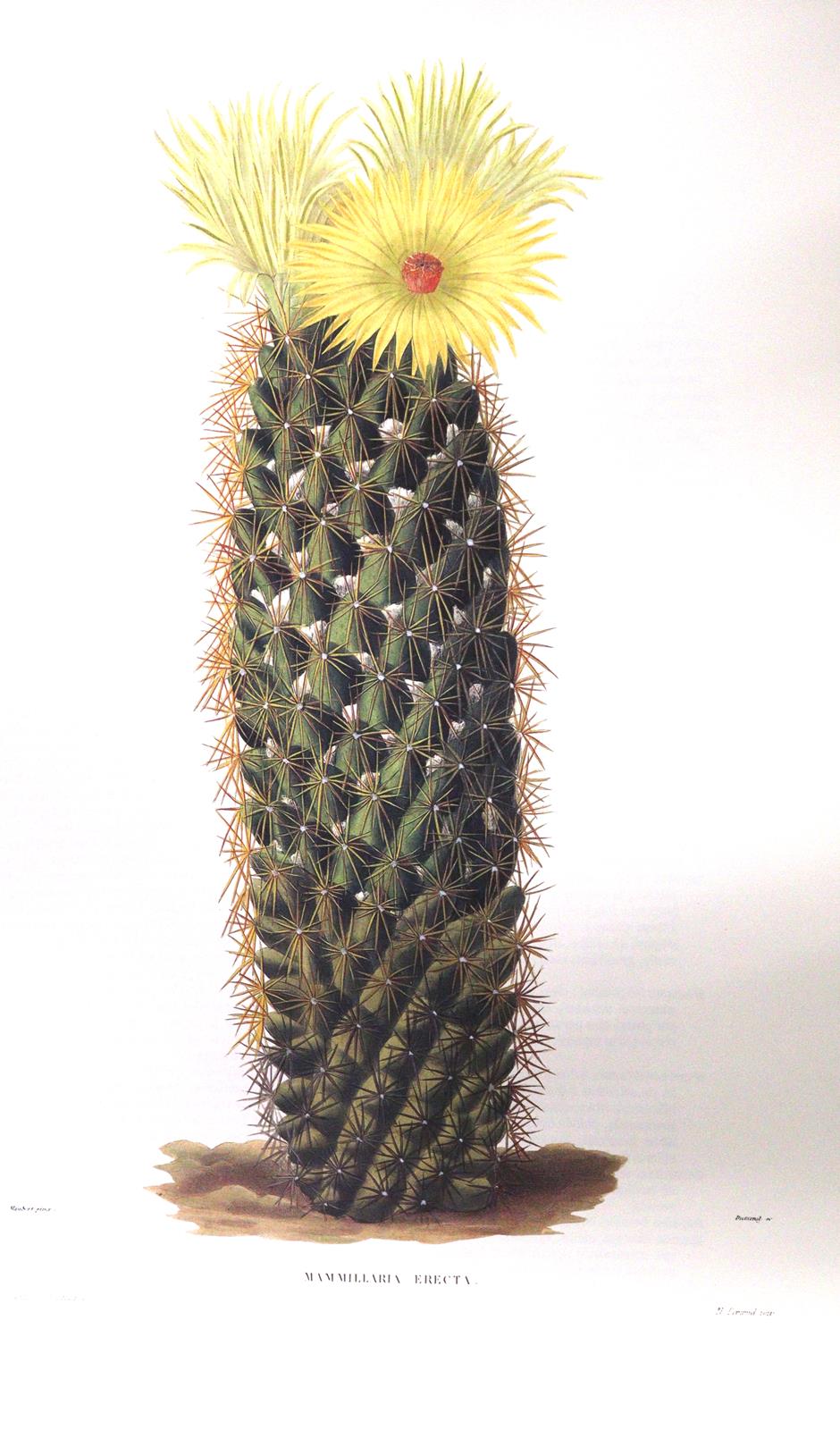 Candolle,A.P.de. | Bild Nr.3