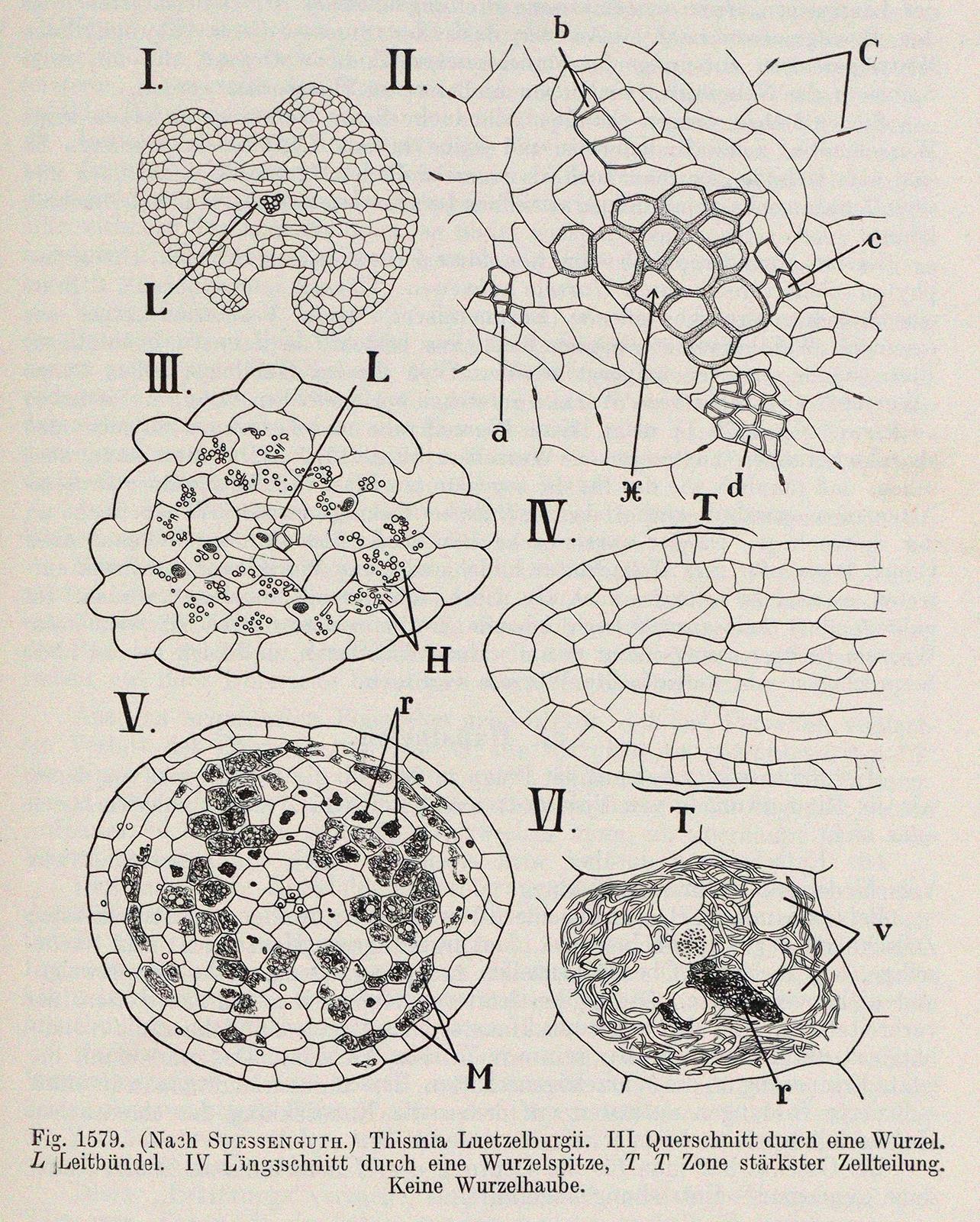 Goebel,K. | Bild Nr.3