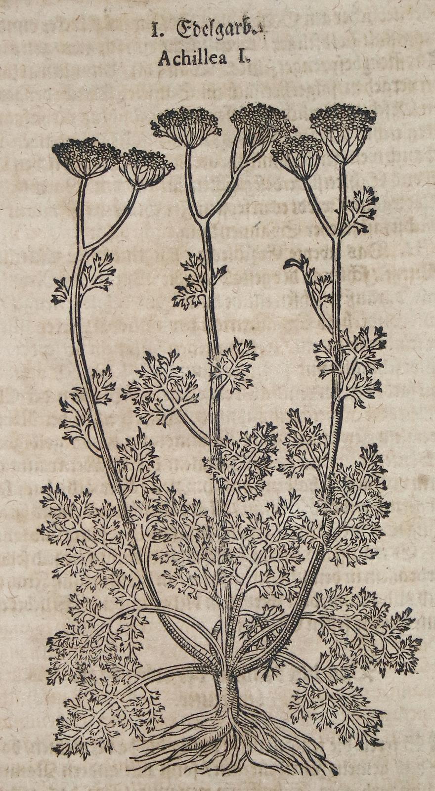 (Tabernaemontanus,J.T. | Bild Nr.2