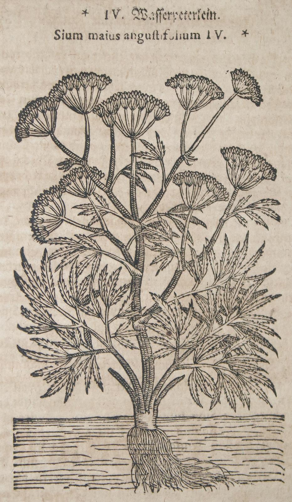 (Tabernaemontanus,J.T. | Bild Nr.3